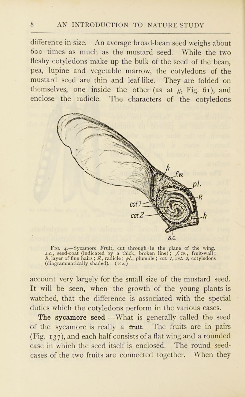 difference in size. An average broad-bean seed weighs about 600 times as much as the mustard seed. While the two fleshy cotyledons make up the bulk of the seed of the bean, pea, lupine and vegetable marrow, the cotyledons of the mustard seed are thin and leaf-like. They are folded on themselves, one inside the other (as at g, Fig. 61), and enclose the radicle. The characters of the cotyledons Fig. 4.—Sycamore Fruit, cut through in the plane of the wing. s.c., seed-coat (indicated by a thick, broken line); /.w., fruit-wall; h, layer of fine hairs ; R, radicle ; pi., plumule ; cot. /, cot. 2, cotyledons (diagrammatically shaded). (X2.) account very largely for the small size of the mustard seed. It will be seen, when the growth of the young plants is watched, that the difference is associated with the special duties which the cotyledons perform in the various cases. The sycamore seed—What is generally called the seed of the sycamore is really a fruit. The fruits are in pairs (Fig. 137), and each half consists of a flat wing and a rounded case in which the seed itself is enclosed. The round seed- cases of the two fruits are connected together. When they