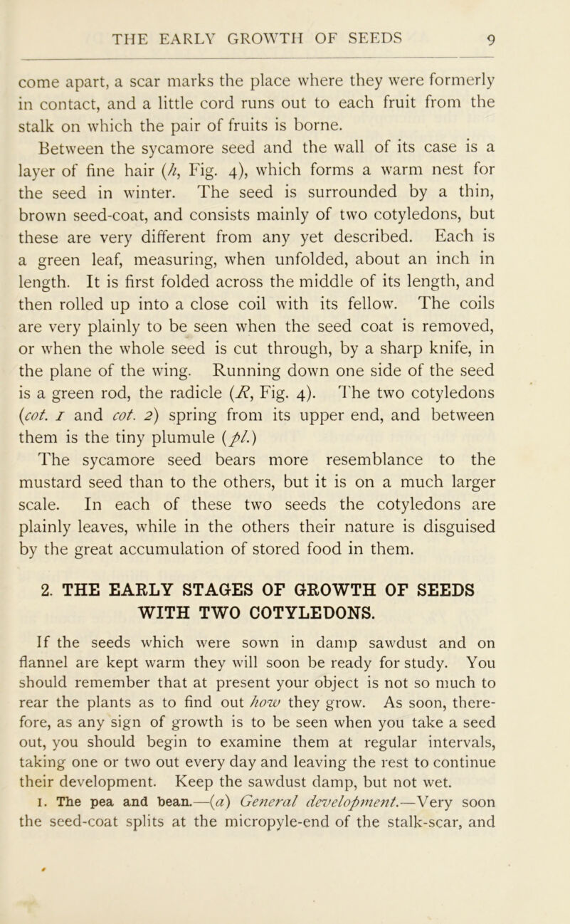 come apart, a scar marks the place where they were formerly in contact, and a little cord runs out to each fruit from the stalk on which the pair of fruits is borne. Between the sycamore seed and the wall of its case is a layer of fine hair (h, Fig. 4), which forms a warm nest for the seed in winter. The seed is surrounded by a thin, brown seed-coat, and consists mainly of two cotyledons, but these are very different from any yet described. Each is a green leaf, measuring, when unfolded, about an inch in length. It is first folded across the middle of its length, and then rolled up into a close coil with its fellow. The coils are very plainly to be seen when the seed coat is removed, or when the whole seed is cut through, by a sharp knife, in the plane of the wing. Running down one side of the seed is a green rod, the radicle (R, Fig. 4). The two cotyledons (cot. 1 and cot. 2) spring from its upper end, and between them is the tiny plumule (//.) The sycamore seed bears more resemblance to the mustard seed than to the others, but it is on a much larger scale. In each of these two seeds the cotyledons are plainly leaves, while in the others their nature is disguised by the great accumulation of stored food in them. 2. THE EARLY STAGES OF GROWTH OF SEEDS WITH TWO COTYLEDONS. If the seeds which were sown in damp sawdust and on flannel are kept warm they will soon be ready for study. You should remember that at present your object is not so much to rear the plants as to find out how they grow. As soon, there- fore, as any sign of growth is to be seen when you take a seed out, you should begin to examine them at regular intervals, taking one or two out every day and leaving the rest to continue their development. Keep the sawdust damp, but not wet. 1. The pea and bean.—(a) Ge7ieral developmettt.—Very soon the seed-coat splits at the micropyle-end of the stalk-scar, and