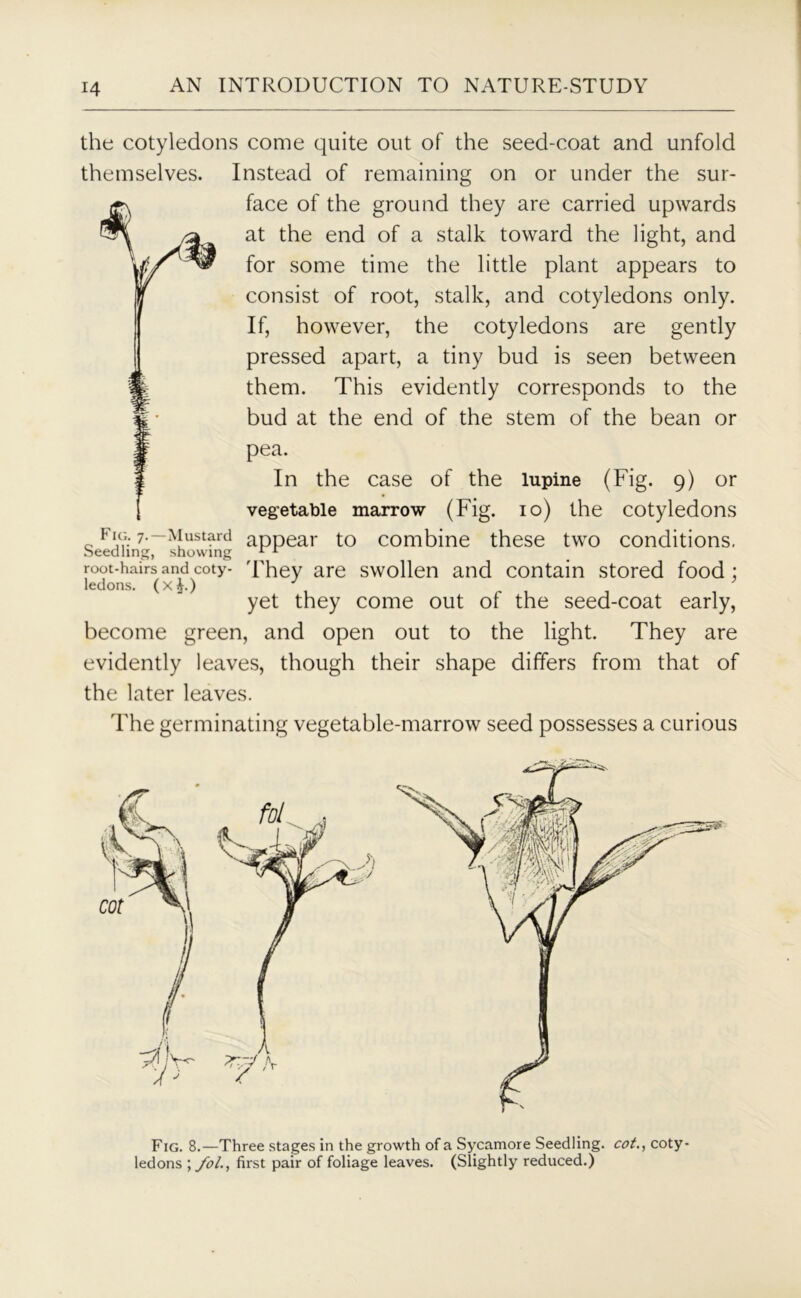 the cotyledons come quite out of the seed-coat and unfold themselves. Instead of remaining on or under the sur- face of the ground they are carried upwards at the end of a stalk toward the light, and for some time the little plant appears to consist of root, stalk, and cotyledons only. If, however, the cotyledons are gently pressed apart, a tiny bud is seen between them. This evidently corresponds to the bud at the end of the stem of the bean or pea. In the case of the lupine (Fig. 9) or vegetable marrow (Fig. 10) the cotyledons Fic: 7.—Mustard appear to combine these two conditions. Seedling, snowing 1 1 root-hairs and coty- 'They are swollen and contain stored food; ledons. (x£.) J ’ yet they come out of the seed-coat early, become green, and open out to the light. They are evidently leaves, though their shape differs from that of the later leaves. The germinating vegetable-marrow seed possesses a curious Fig. 8.—Three stages in the growth of a Sycamore Seedling, cot., coty- ledons ; fol., first pair of foliage leaves. (Slightly reduced.)