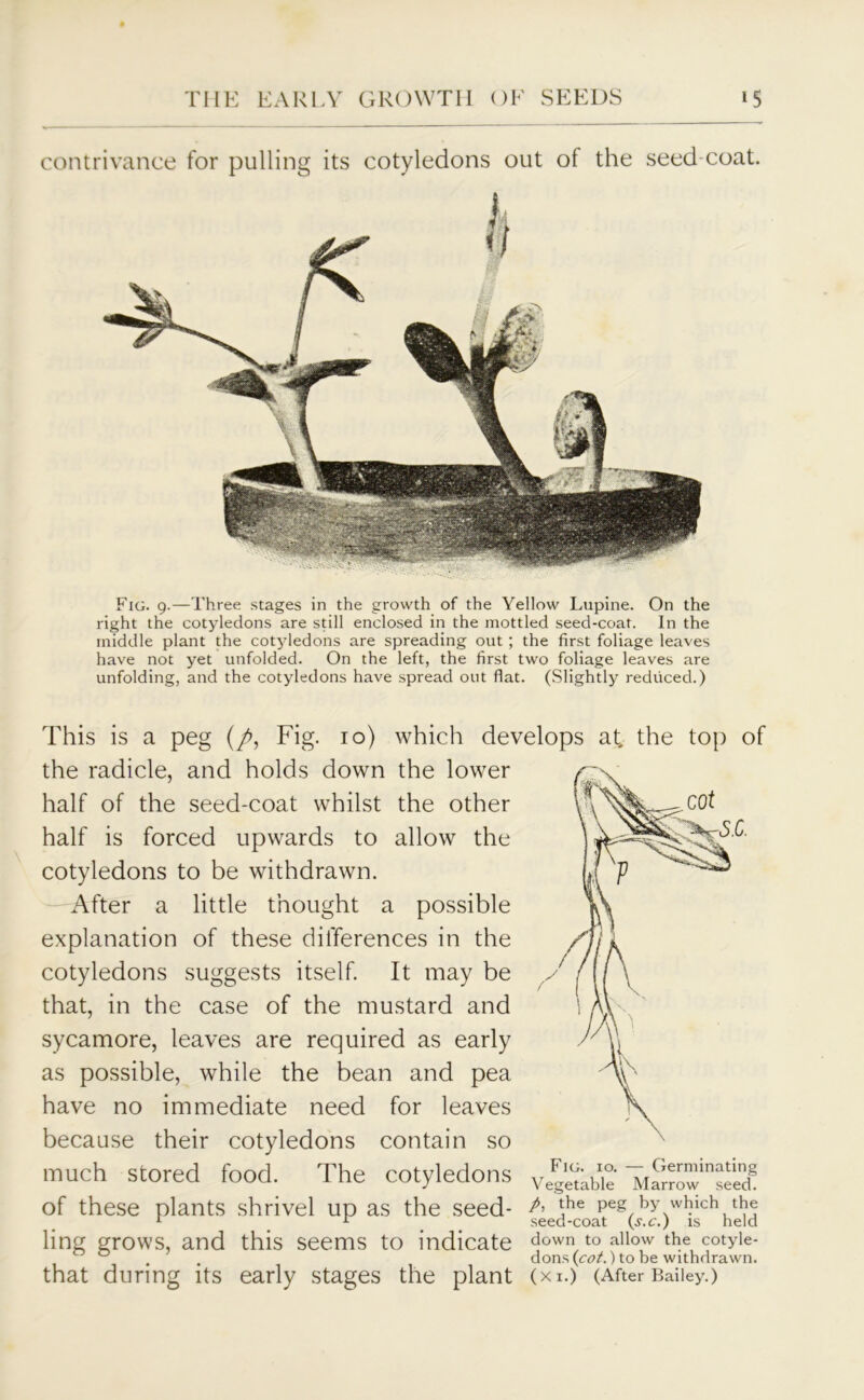 contrivance for pulling its cotyledons out of the seed coat. Fig. 9.—Three stages in the growth of the Yellow Lupine. On the right the cotyledons are still enclosed in the mottled seed-coat. In the middle plant the cotyledons are spreading out ; the first foliage leaves have not yet unfolded. On the left, the first two foliage leaves are unfolding, and the cotyledons have spread out flat. (Slightly reduced.) This is a peg (p, Fig. 10) which develops at, the top of the radicle, and holds down the lower half of the seed-coat whilst the other half is forced upwards to allow the cotyledons to be withdrawn. After a little thought a possible explanation of these differences in the cotyledons suggests itself. It may be that, in the case of the mustard and sycamore, leaves are required as early as possible, while the bean and pea have no immediate need for leaves because their cotyledons contain so much stored food. The cotyledons y^abk of these plants shrivel up as the seed- A ^he peg by which the ling grows, and this seems to indicate down to allow the cotyie- 0 . . dons («>/.) to be withdrawn. that during its early stages the plant (xi.) (After Bailey.)