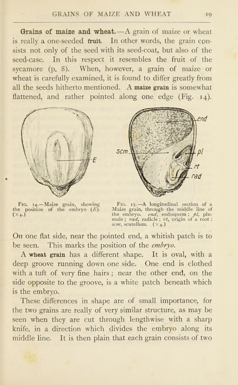 Grains of maize and wheat.—A grain of maize or wheat is really a one-seeded fruit. In other words, the grain con- sists not only of the seed with its seed-coat, but also of the seed-case. In this respect it resembles the fruit of the sycamore (p. 8). When, however, a grain of maize or wheat is carefully examined, it is found to differ greatly from all the seeds hitherto mentioned. A maize grain is somewhat flattened, and rather pointed along one edge (Fig. 14). On one flat side, near the pointed end, a whitish patch is to be seen. 'This marks the position of the embryo. A wheat grain has a different shape. It is oval, with a deep groove running down one side. One end is clothed with a tuft of very fine hairs; near the other end, on the side opposite to the groove, is a white patch beneath which is the embryo. These differences in shape are of small importance, for the two grains are really of very similar structure, as may be seen when they are cut through lengthwise with a sharp knife, in a direction which divides the embryo along its middle line. It is then plain that each grain consists of two Fig. 14.—Maize grain, showing the position of the embryo (E). ( X 4.) Fig. 15.—A longitudinal section of a Maize grain, through the middle line of the embryo. end, endosperm ; pi, plu- mule ; rad, radicle ; rt, origin of a root ; sent, scutellum. (X4.)