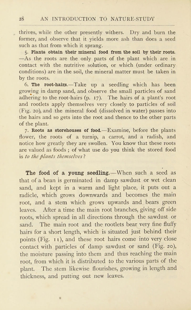 thrives, while the other presently withers. Dry and burn the former, and observe that it yields more ash than does a seed such as that from which it sprang. 5. Plants obtain their mineral food from the soil by their roots. —As the roots are the only parts of the plant which are in contact with the nutritive solution, or which (under ordinary conditions) are in the soil, the mineral matter must be taken in by the roots. 6. The root-hairs.—Take up a seedling which has been growing in damp sand, and observe the small particles of sand adhering to the root-hairs (p. 17). The hairs of a plant’s root and rootlets apply themselves very closely to particles of soil (Fig. 20), and the mineral food (dissolved in water) passes into the hairs and so gets into the root and thence to the other parts of the plant. 7. Roots as storehouses of food.—Examine, before the plants flower, the roots of a turnip, a carrot, and a radish, and notice how greatly they are swollen. You know that these roots are valued as foods ; of what use do you think the stored food is to the pla?its themselves ? The food of a young seedling.—When such a seed as that of a bean is germinated in damp sawdust or wet clean sand, and kept in a warm and light place, it puts out a radicle, which grows downwards and becomes the main root, and a stem which grows upwards and bears green leaves. After a time the main root branches, giving off side roots, which spread in all directions through the sawdust or sand. The main root and the rootlets bear very fine fluffy hairs for a short length, which is situated just behind their points (Fig. 11), and these root hairs come into very close contact with particles of damp sawdust or sand (Fig. 20), the moisture passing into them and thus reaching the main root, from which it is distributed to the various parts of the plant. The stem likewise flourishes, growing in length and thickness, and putting out new leaves.