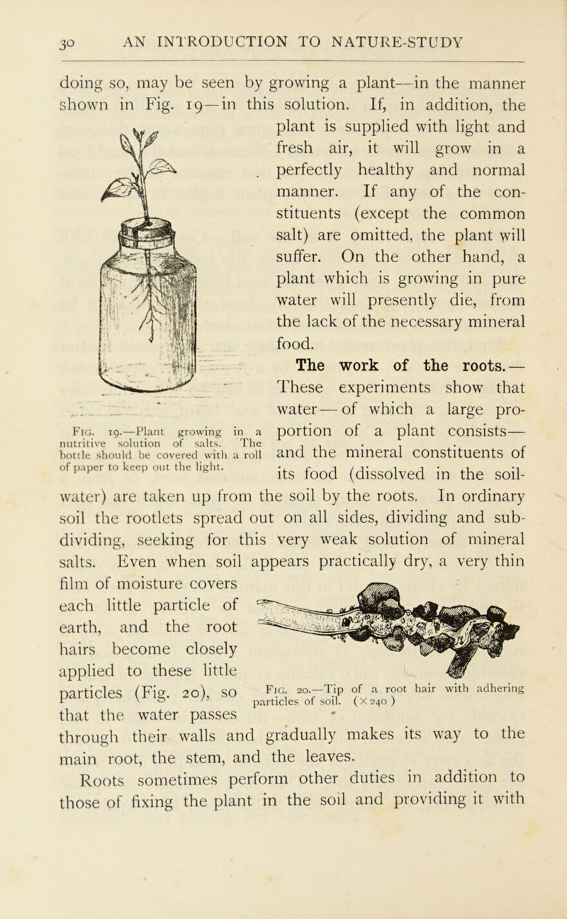 doing so, may be seen by growing a plant—in the manner shown in Fig. 19—in this solution. If, in addition, the plant is supplied with light and fresh air, it will grow in a perfectly healthy and normal manner. If any of the con- stituents (except the common salt) are omitted, the plant will suffer. On the other hand, a plant which is growing in pure water will presently die, from the lack of the necessary mineral food. The work of the roots.— These experiments show that ' water—of which a large pro- Fig. 19.—Plant growing in a portion of a plant consists nutritive solution of salts. The . , . . . . bottle should be covered with a roil and the mineral constituents of of paper to keep out the light. •, r j /j* i j • ,1 1 H its lood (dissolved in the soil- water) are taken up from the soil by the roots. In ordinary soil the rootlets spread out on all sides, dividing and sub- dividing, seeking for this very weak solution of mineral salts. Even when soil appears practically dry, a very thin film of moisture covers each little particle of earth, and the root hairs become closely applied to these little particles (Fig. 20), so that the water passes through their walls and gradually makes its way to the main root, the stem, and the leaves. Roots sometimes perform other duties in addition to those of fixing the plant in the soil and providing it with Fig. 20.—Tip of a root hair with adhering particles of soil. (X240)