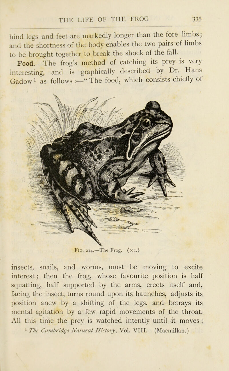 hind legs and feet are markedly longer than the fore limbs ; and the shortness of the body enables the two pairs of limbs to be brought together to break the shock of the fall. Food.—The frog’s method of catching its prey is very interesting, and is graphically described by Dr. Hans Gadow1 as follows “ The food, which consists chiefly of Fig. 214.—The Frog. (Xi.) insects, snails, and worms, must be moving to excite interest; then the frog, whose favourite position is half squatting, half supported by the arms, erects itself and, facing the insect, turns round upon its haunches, adjusts its position anew by a shifting of the legs, and betrays its mental agitation by a few rapid movements of the throat. All this time the prey is watched intently until it moves; 1 The Cambridge Natural History, Vol. VIII. (Macmillan.)