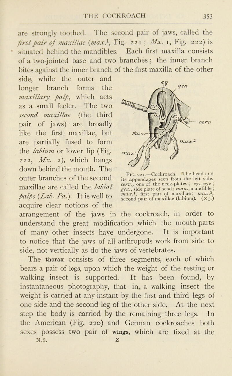 ceri> 'nuxx ■ are strongly toothed. The second pair of jaws, called the first pair of maxillae (max}, Fig. 221; Mx. 1, Fig. 222) is situated behind the mandibles. Each first maxilla consists of a two-jointed base and two branches; the inner branch bites against the inner branch of the first maxilla of the other side, while the outer and longer branch forms the maxillary palp, which acts as a small feeler. The two second ?naxillae (the third pair of jaws) are broadly like the first maxillae, but are partially fused to form the labium or lower lip (Fig. 222, Afx. 2), which hangs down behind the mouth. The outer branches of the second maxillae are called the labial palps {Lab. Pal). It is well to acquire clear notions of the arrangement of the jaws in the cockroach, in order to understand the great modification which the mouth-parts of many other insects have undergone. It is important to notice that the jaws of all arthropods work from side to side, not vertically as do the jaws of vertebrates. The thorax consists of three segments, each of which bears a pair of legs, upon which the weight of the resting or walking insect is supported. It has been found, by instantaneous photography, that in. a walking insect the weight is carried at any instant by the first and third legs of one side and the second leg of the other side. At the next step the body is carried by the remaining three legs. In the American (Fig. 220) and German cockroaches both sexes possess two pair of wings, which are fixed at the N.S. Z Fig. 221.—Cockroach. The head and its appendages seen from the left side. ce-rv., one of the neck-plates ; ey., eye ; gen., side plate of head; man., mandible; max.^, first pair of maxillae ; max.2, second pair of maxillae (labium). (X5.)