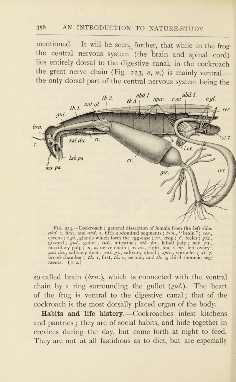 mentioned. It will be seen, further, that while in the frog the central nervous system (the brain and spinal cord) lies entirely dorsal to the digestive canal, in the cockroach the great nerve chain (Fig. 223, n, n,) is mainly ventral— the only dorsal part of the central nervous system being the Fig. 223.—Cockroach ; general dissection of female from the left side. add. 1, first, and add. 5, fifth abdominal segments ; dm., “brain”; cer., cercus ; c.gl., glands which form the egg-case ; cr., crop ; /., feeler ; giz., gizzard; gul., gullet; int., intestine; lad. pa., labial palp; mx. pa., maxillary palp ; n, n, nerve chain ; r. ov., right, and /. ov., left ovary ; sal. du., salivary duct ; sal. gl., salivary gland ; spir., spiracles ; st. 7, brood-chamber ; th. 1, first, th. 2, second, and th. 3, third thoracic seg- ments. (X 2.) so called brain (firn.), which is connected with the ventral chain by a ring surrounding the gullet (gul.). The heart of the frog is ventral to the digestive canal; that of the cockroach is the most dorsally placed organ of the body. Habits and life history.—Cockroaches infest kitchens and pantries; they are of social habits, and hide together in crevices during the day, but come forth at night to feed. They are not at all fastidious as to diet, but are especially