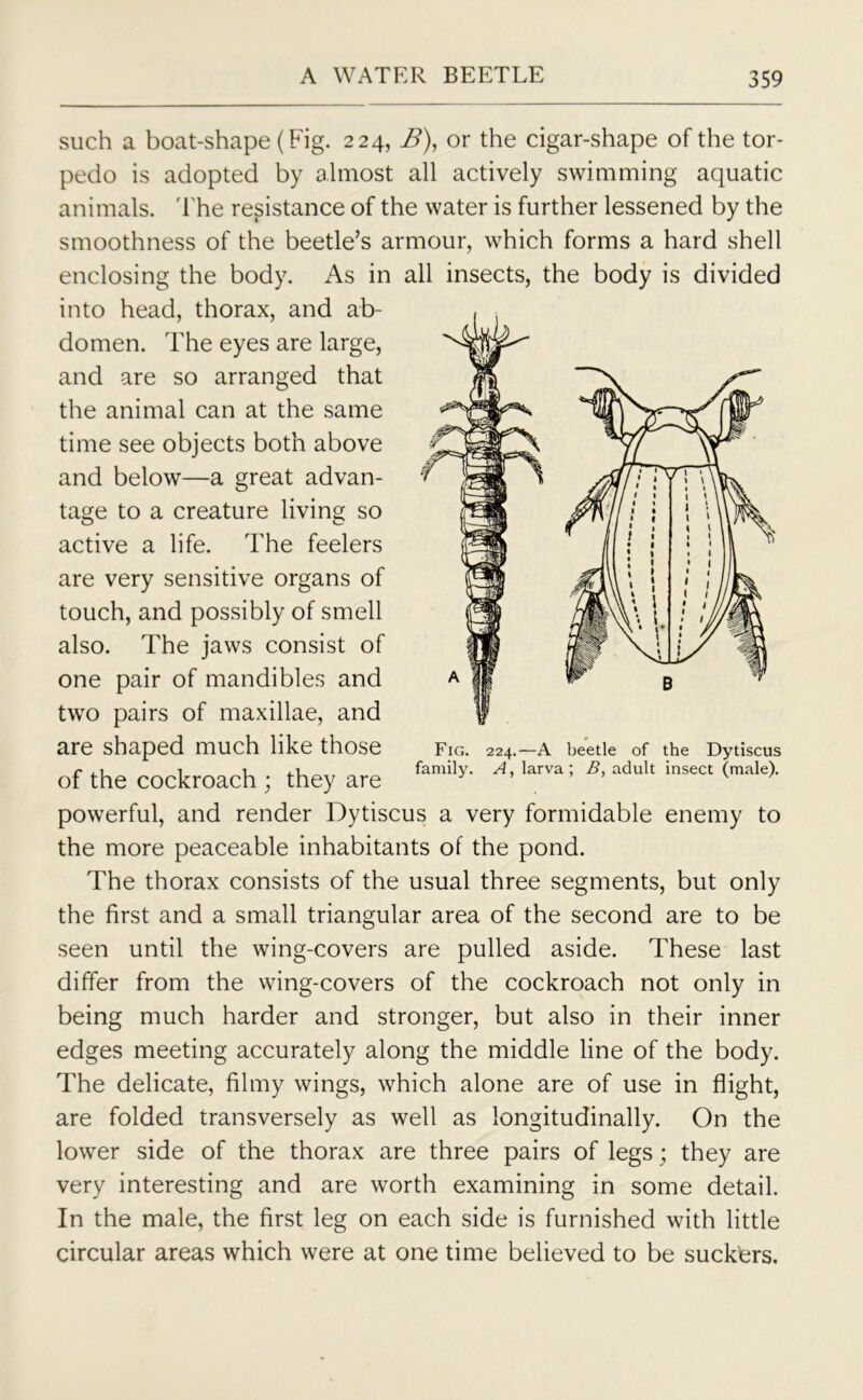 such a boat-shape (Fig. 224, B), or the cigar-shape of the tor- pedo is adopted by almost all actively swimming aquatic animals. The resistance of the water is further lessened by the smoothness of the beetle’s armour, which forms a hard shell enclosing the body. As in all insects, the body is divided into head, thorax, and ab- domen. The eyes are large, and are so arranged that the animal can at the same time see objects both above and below—a great advan- tage to a creature living so active a life. The feelers are very sensitive organs of touch, and possibly of smell also. The jaws consist of one pair of mandibles and two pairs of maxillae, and are shaped much like those of the cockroach ; they are powerful, and render Dytiscus a very formidable enemy to the more peaceable inhabitants of the pond. The thorax consists of the usual three segments, but only the first and a small triangular area of the second are to be seen until the wing-covers are pulled aside. These last differ from the wing-covers of the cockroach not only in being much harder and stronger, but also in their inner edges meeting accurately along the middle line of the body. The delicate, filmy wings, which alone are of use in flight, are folded transversely as well as longitudinally. On the lower side of the thorax are three pairs of legs ; they are very interesting and are worth examining in some detail. In the male, the first leg on each side is furnished with little circular areas which were at one time believed to be suckbrs. Fig. 224.—A beetle of the Dytiscus family. A, larva ; B, adult insect (male).