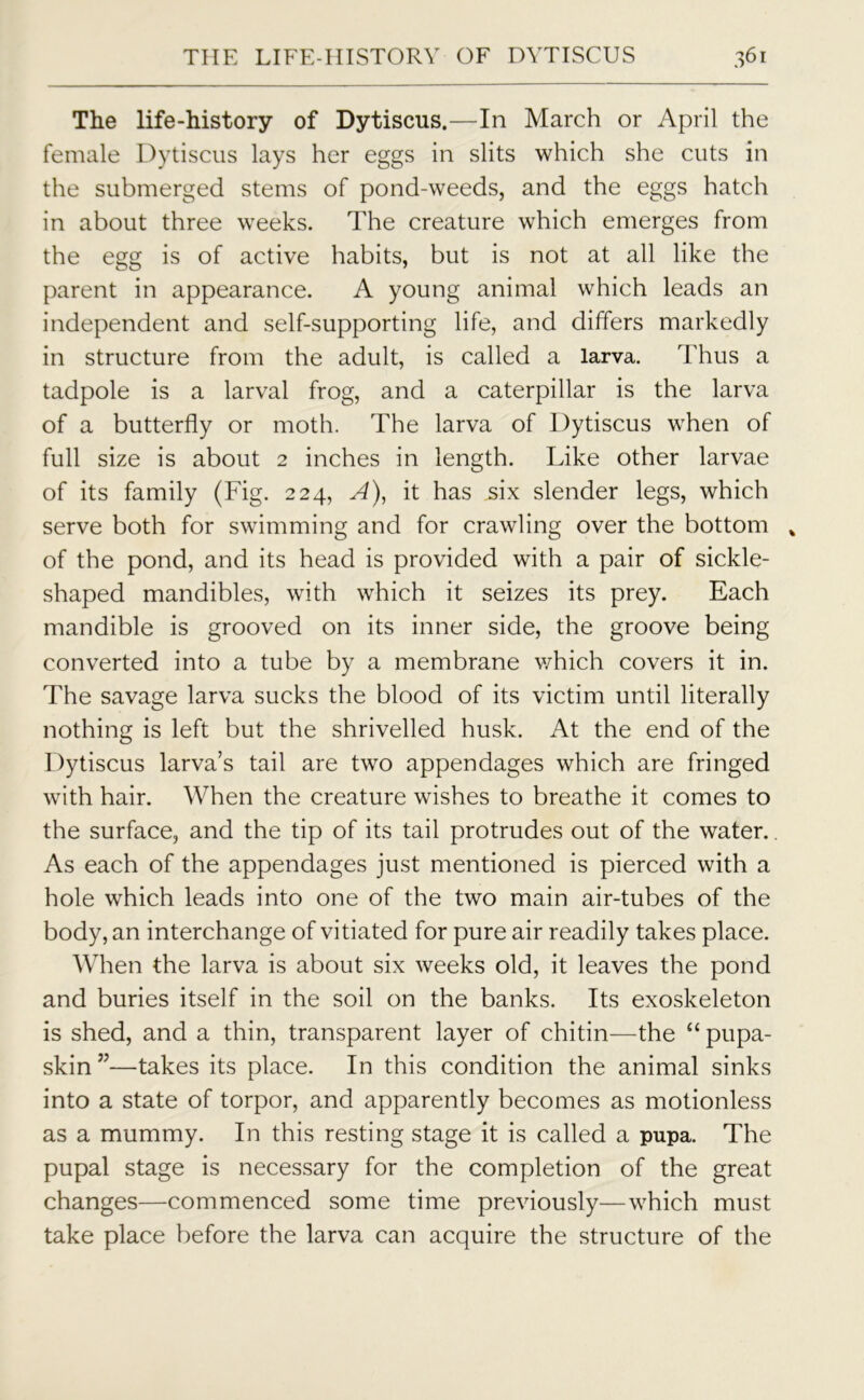 The life-history of Dytiscus.—In March or April the female Dytiscus lays her eggs in slits which she cuts in the submerged stems of pond-weeds, and the eggs hatch in about three weeks. The creature which emerges from the egg is of active habits, but is not at all like the parent in appearance. A young animal which leads an independent and self-supporting life, and differs markedly in structure from the adult, is called a larva. Thus a tadpole is a larval frog, and a caterpillar is the larva of a butterfly or moth. The larva of Dytiscus when of full size is about 2 inches in length. Like other larvae of its family (Fig. 224, A), it has six slender legs, which serve both for swimming and for crawling over the bottom % of the pond, and its head is provided with a pair of sickle- shaped mandibles, with which it seizes its prey. Each mandible is grooved on its inner side, the groove being converted into a tube by a membrane which covers it in. The savage larva sucks the blood of its victim until literally nothing is left but the shrivelled husk. At the end of the Dytiscus larva’s tail are two appendages which are fringed with hair. When the creature wishes to breathe it comes to the surface, and the tip of its tail protrudes out of the water. As each of the appendages just mentioned is pierced with a hole which leads into one of the two main air-tubes of the body, an interchange of vitiated for pure air readily takes place. When the larva is about six weeks old, it leaves the pond and buries itself in the soil on the banks. Its exoskeleton is shed, and a thin, transparent layer of chitin—the “ pupa- skin ”—takes its place. In this condition the animal sinks into a state of torpor, and apparently becomes as motionless as a mummy. In this resting stage it is called a pupa. The pupal stage is necessary for the completion of the great changes—commenced some time previously—which must take place before the larva can acquire the structure of the