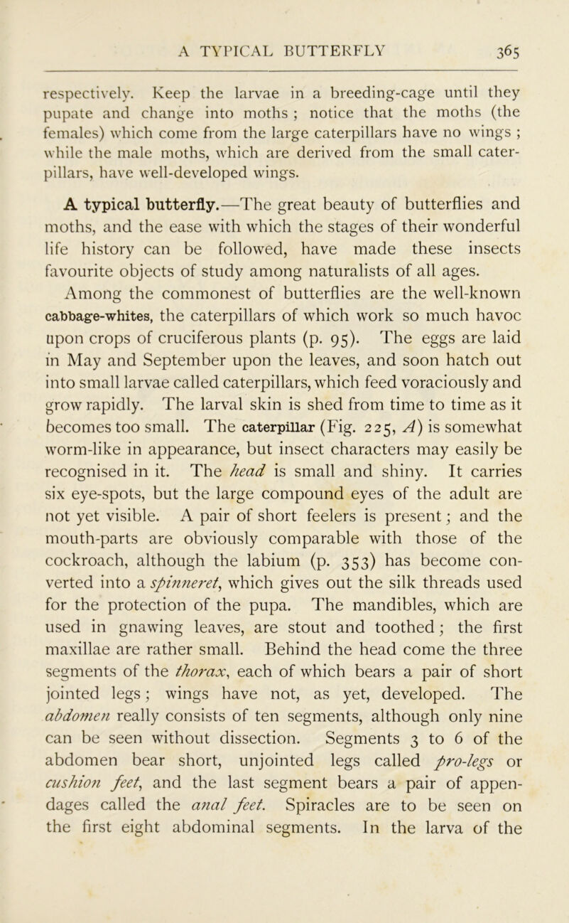 respectively. Keep the larvae in a breeding-cage until they pupate and change into moths ; notice that the moths (the females) which come from the large caterpillars have no wings ; while the male moths, which are derived from the small cater- pillars, have well-developed wings. A typical butterfly.—The great beauty of butterflies and moths, and the ease with which the stages of their wonderful life history can be followed, have made these insects favourite objects of study among naturalists of all ages. Among the commonest of butterflies are the well-known cabbage-whites, the caterpillars of which work so much havoc upon crops of cruciferous plants (p. 95). The eggs are laid in May and September upon the leaves, and soon hatch out into small larvae called caterpillars, which feed voraciously and grow rapidly. The larval skin is shed from time to time as it becomes too small. The caterpillar (Fig. 225, A) is somewhat worm-like in appearance, but insect characters may easily be recognised in it. The head is small and shiny. It carries six eye-spots, but the large compound eyes of the adult are not yet visible. A pair of short feelers is present; and the mouth-parts are obviously comparable with those of the cockroach, although the labium (p. 353) has become con- verted into a spinne?'et, which gives out the silk threads used for the protection of the pupa. The mandibles, which are used in gnawing leaves, are stout and toothed; the first maxillae are rather small. Behind the head come the three segments of the thoi'ax, each of which bears a pair of short jointed legs; wings have not, as yet, developed. The abdomen really consists of ten segments, although only nine can be seen without dissection. Segments 3 to 6 of the abdomen bear short, unjointed legs called pro-legs or cushio?i feet, and the last segment bears a pair of appen- dages called the anal feet. Spiracles are to be seen on the first eight abdominal segments. In the larva of the