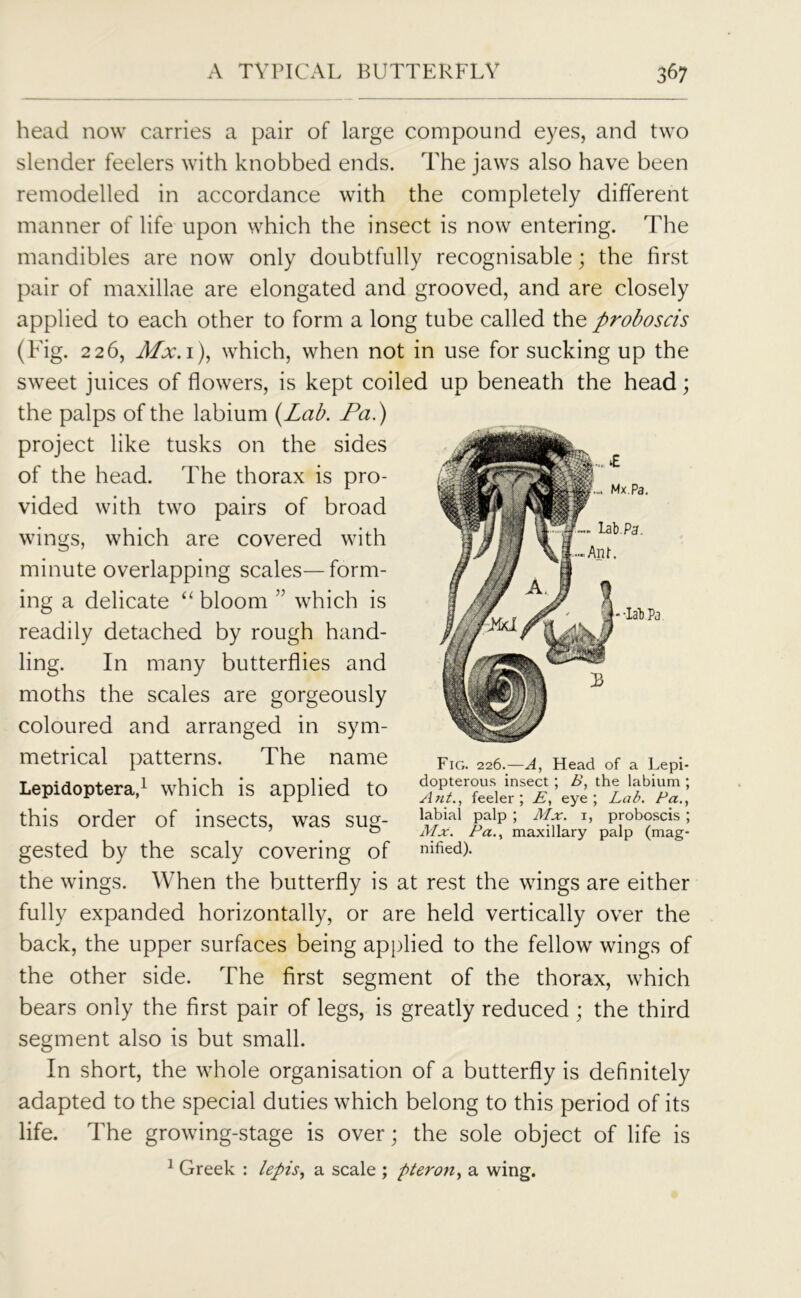 - •Iab.Pa head now carries a pair of large compound eyes, and two slender feelers with knobbed ends. The jaws also have been remodelled in accordance with the completely different manner of life upon which the insect is now entering. The mandibles are now only doubtfully recognisable; the first pair of maxillae are elongated and grooved, and are closely applied to each other to form a long tube called the proboscis (Fig. 226, Mx. 1), which, when not in use for sucking up the sweet juices of flowers, is kept coiled up beneath the head; the palps of the labium (Lab. Pa.) project like tusks on the sides of the head. The thorax is pro- vided with two pairs of broad wings, which are covered with minute overlapping scales—form- ing a delicate “ bloom ” which is readily detached by rough hand- ling. In many butterflies and moths the scales are gorgeously coloured and arranged in sym- metrical patterns. The name Lepidoptera,1 which is applied to this order of insects, was sug- gested by the scaly covering of the wings. When the butterfly is at rest the wings are either fully expanded horizontally, or are held vertically over the back, the upper surfaces being applied to the fellow wings of the other side. The first segment of the thorax, which bears only the first pair of legs, is greatly reduced ; the third segment also is but small. In short, the whole organisation of a butterfly is definitely adapted to the special duties which belong to this period of its life. The growing-stage is over; the sole object of life is 1 Greek : lepis, a scale ; pteron, a wing. Fig. 226.—A, Head of a Lepi- dopterous insect ; B, the labium ; Antfeeler; E, eye; Lab. Pa labial palp ; Mx. 1, proboscis ; Mx. Pa., maxillary palp (mag- nified).