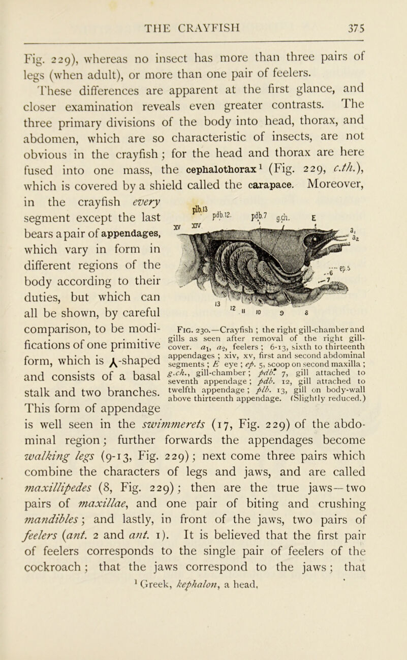 Fig. 229), whereas no insect has more than three pairs of legs (when adult), or more than one pair of feelers. 1'hese differences are apparent at the first glance, and closer examination reveals even greater contrasts. The three primary divisions of the body into head, thorax, and abdomen, which are so characteristic of insects, are not obvious in the crayfish ; for the head and thorax are here fused into one mass, the cephalothorax1 (Fig. 229, c.thl), which is covered by a shield called the carapace. Moreover, the crayfish every in Fig. 230.—Crayfish ; the right gill-chamber and gills as seen after removal of the right gill- cover. aj, a-2, feelers ; 6-13, sixth to thirteenth segment except the last bears a pair of appendages, which vary in form in different regions of the body according to their duties, but which can all be shown, by careful comparison, to be modi- fications of one primitive fr>rm which ie I shanprl appendages ; xiv, xv, first and second abdominal luiiii, wuiv.ii is ^ ouajjcvi segments;# eye \ep. 5, scoop on second maxilla ; onrl rnnsktc: nf n hnsal gill-chamber; pdbm. 7, gill attached to ana consists OI a uasai seventh appendage; pdb. 12, gill attached to Stalk and two branches, twelfth appendage ; plb. 13, gill on body-wall above thirteenth appendage. (Slightly reduced.) This form of appendage is well seen in the swimme?'ets (17, Fig. 229) of the abdo- minal region; further forwards the appendages become walking legs (9-13, Fig. 229); next come three pairs which combine the characters of legs and jaws, and are called maxillipedes (8, Fig. 229); then are the true jaws—two pairs of maxillae, and one pair of biting and crushing mandibles; and lastly, in front of the jaws, two pairs of feelers {ant. 2 and ant. 1). It is believed that the first pair of feelers corresponds to the single pair of feelers of the cockroach; that the jaws correspond to the jaws ; that 1 Greek, kephalon, a head.