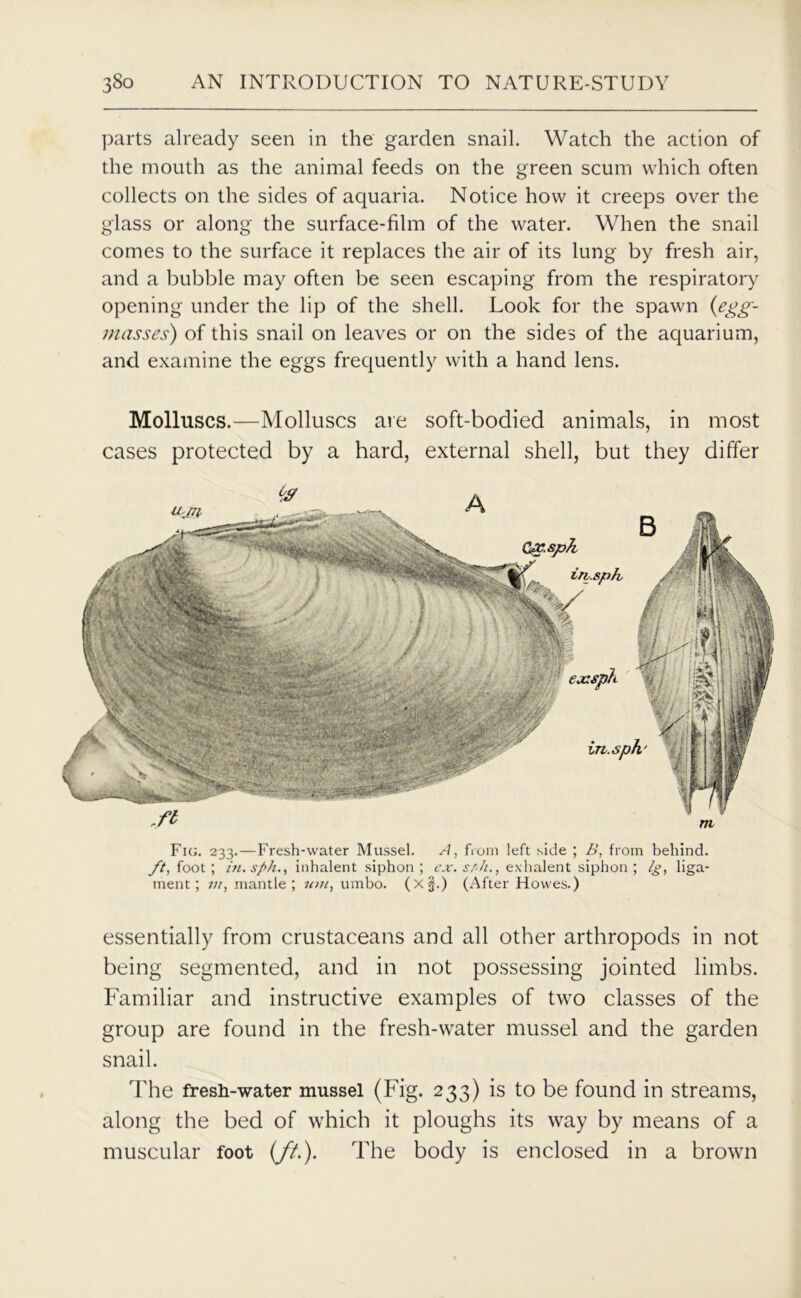 parts already seen in the garden snail. Watch the action of the mouth as the animal feeds on the green scum which often collects on the sides of aquaria. Notice how it creeps over the glass or along the surface-film of the water. When the snail comes to the surface it replaces the air of its lung by fresh air, and a bubble may often be seen escaping from the respiratory opening under the lip of the shell. Look for the spawn {egg- masses) of this snail on leaves or on the sides of the aquarium, and examine the eggs frequently with a hand lens. Molluscs.—Molluscs are soft-bodied animals, in most cases protected by a hard, external shell, but they differ Fig. 233.—Fresh-water Mussel. A, from left side ; B, from behind. ft, foot ; in.sph., inhalent siphon ; ex. sfih., exhalent siphon ; Ig, liga- ment ; m, mantle; uni, umbo. (x§.) (After Howes.) essentially from crustaceans and all other arthropods in not being segmented, and in not possessing jointed limbs. Familiar and instructive examples of two classes of the group are found in the fresh-water mussel and the garden snail. The fresh-water mussel (Fig. 233) is to be found in streams, along the bed of which it ploughs its way by means of a muscular foot (//.). The body is enclosed in a brown