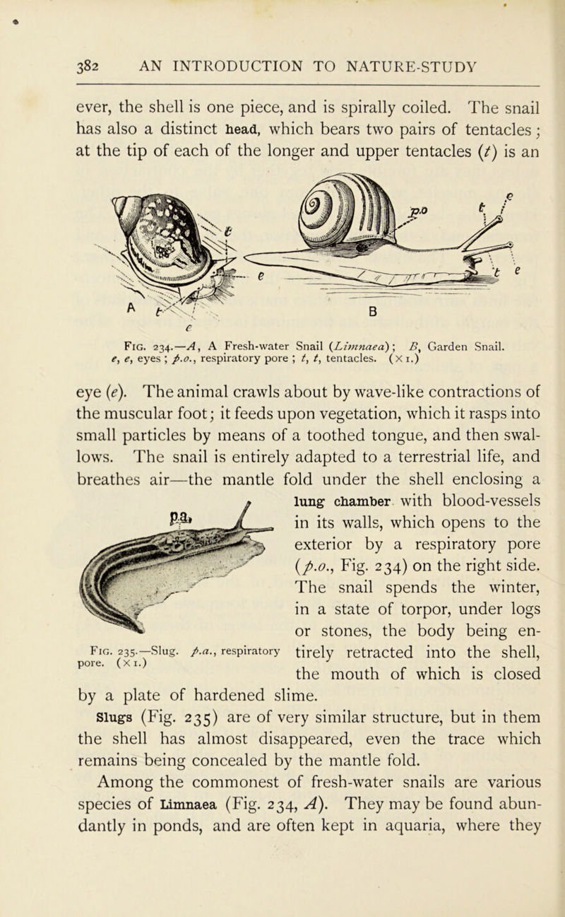 ever, the shell is one piece, and is spirally coiled. The snail has also a distinct head, which bears two pairs of tentacles; at the tip of each of the longer and upper tentacles (/) is an eye (<?). The animal crawls about by wave-like contractions of the muscular foot; it feeds upon vegetation, which it rasps into small particles by means of a toothed tongue, and then swal- lows. The snail is entirely adapted to a terrestrial life, and breathes air—the mantle fold under the shell enclosing a by a plate of hardened slime. Slugs (Fig. 235) are of very similar structure, but in them the shell has almost disappeared, even the trace which remains being concealed by the mantle fold. Among the commonest of fresh-water snails are various species of Limnaea (Fig. 234, A). They may be found abun- dantly in ponds, and are often kept in aquaria, where they e Fig. 234.—A, A Fresh-water Snail (Limnaea) \ By e, e, eyes ; p.orespiratory pore ; t, t, tentacles. (X i.) By Garden Snail. Fig. 235.—Slug, p.a., respiratory pore. (Xi.) lung chamber with blood-vessels in its walls, which opens to the exterior by a respiratory pore (/.<?., Fig. 234) on the right side. The snail spends the winter, in a state of torpor, under logs or stones, the body being en- tirely retracted into the shell, the mouth of which is closed