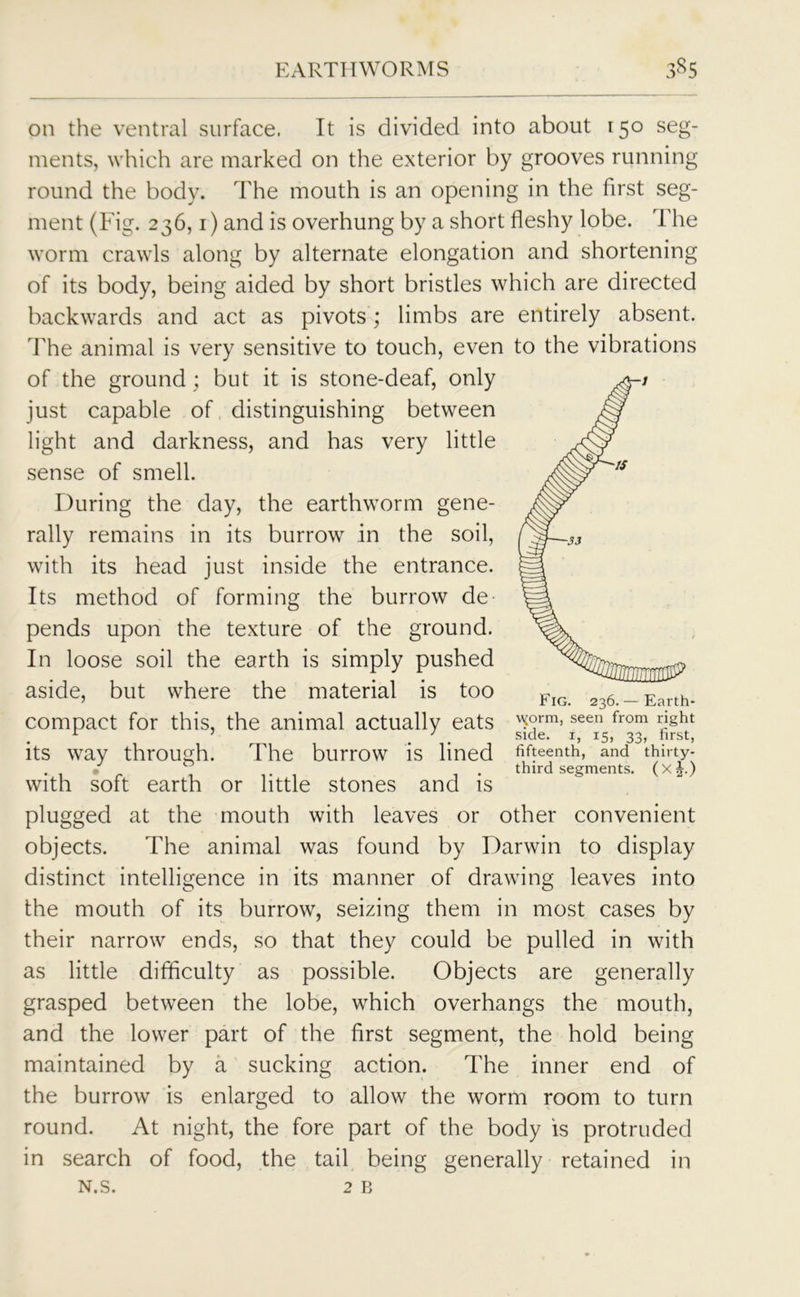 on the ventral surface. It is divided into about 150 seg- ments, which are marked on the exterior by grooves running round the body. The mouth is an opening in the first seg- ment (Fig. 236,1) and is overhung by a short fleshy lobe. The worm crawls along by alternate elongation and shortening of its body, being aided by short bristles which are directed backwards and act as pivots; limbs are entirely absent. The animal is very sensitive to touch, even to the vibrations of the ground; but it is stone-deaf, only just capable of distinguishing between light and darkness, and has very little sense of smell. During the day, the earthworm gene- rally remains in its burrow in the soil, with its head just inside the entrance. Its method of forming the burrow de pends upon the texture of the ground. In loose soil the earth is simply pushed aside, but where the material is too compact for this, the animal actually eats its way through. The burrow is lined with soft earth or little stones and is plugged at the mouth with leaves or other convenient objects. The animal was found by Darwin to display distinct intelligence in its manner of drawing leaves into the mouth of its burrow, seizing them in most cases by their narrow ends, so that they could be pulled in with as little difficulty as possible. Objects are generally grasped between the lobe, which overhangs the mouth, and the lower part of the first segment, the hold being maintained by a sucking action. The inner end of the burrow is enlarged to allow the worm room to turn round. At night, the fore part of the body is protruded in search of food, the tail being generally retained in N.S. 2 B Fig. 236.— Earth- worm, seen from right side. 1, 15, 33, first, fifteenth, and thirty- third segments. (xj.)