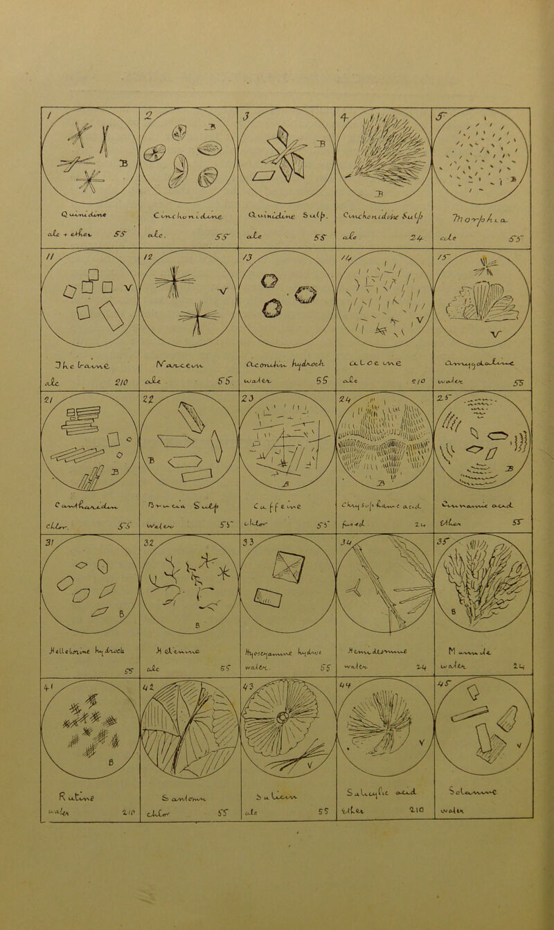 (' 'iii!'1 VA*1 MW\ .Hal.leG<nt/*e K^ia^di ^«CA|o^vviav£ Iv^ttvo waitst. Si a^wi<rvwvt L/\A-