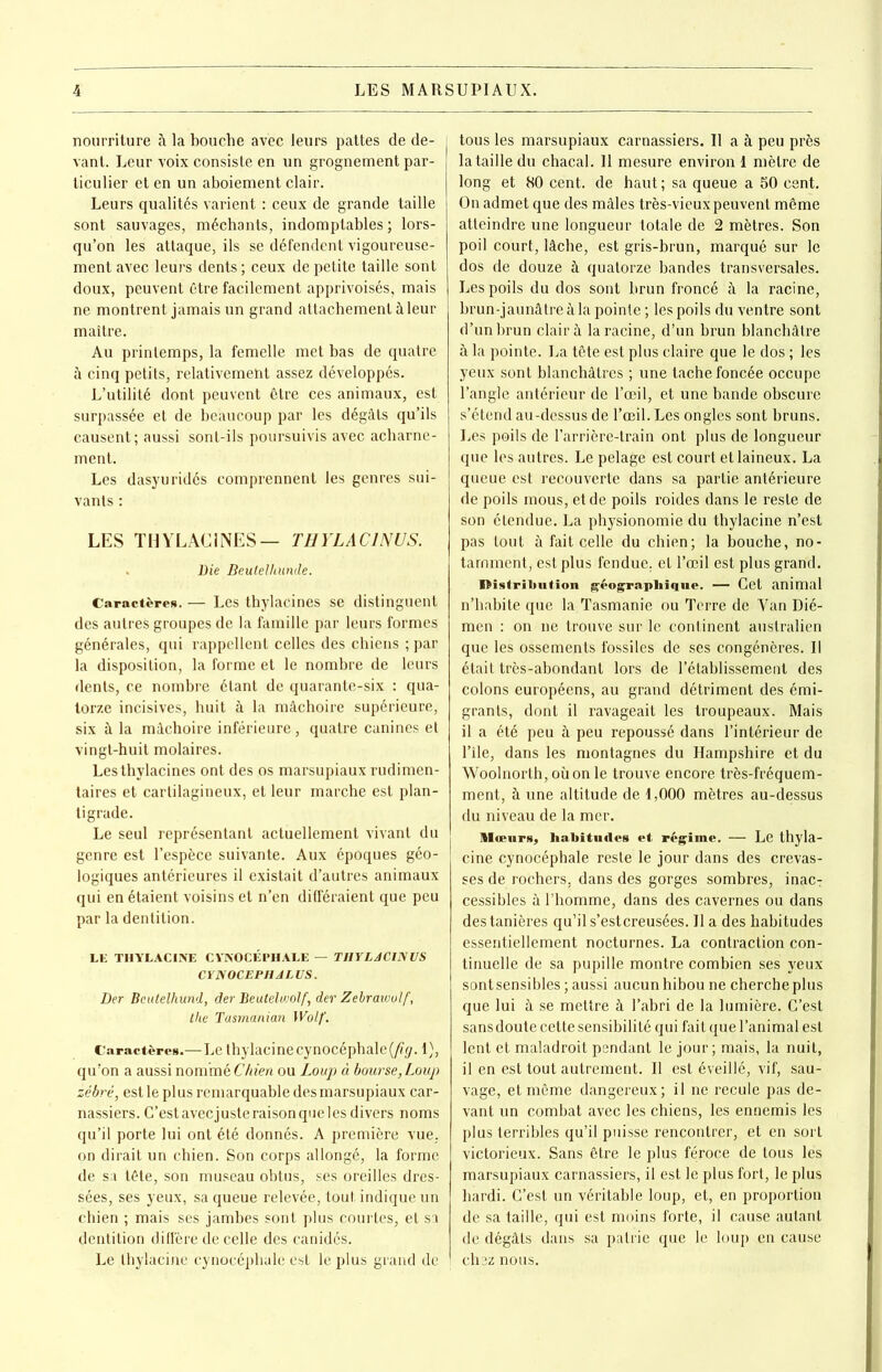 nourriture à la bouche avec leurs pattes de de- j vant. Leur voix consiste en un grognement par- ticulier et en un aboiement clair. Leurs qualités varient : ceux de grande taille sont sauvages, méchants, indomptables ; lors- qu’on les attaque, ils se défendent vigoureuse- ment avec leurs dents ; ceux de petite taille sont doux, peuvent être facilement apprivoisés, mais ne montrent jamais un grand attachement à leur maître. Au printemps, la femelle met bas de quatre à cinq petits, relativemeht assez développés. L’utilité dont peuvent être ces animaux, est surpassée et de beaucoup par les dégâts qu’ils causent; aussi sont-ils poursuivis avec acharne- ment. Les dasyu ridés comprennent les genres sui- vants : LES THYLAC1NES— T H YLAC INUS. . Lie Beulelliunde. Caractère». — Les thylacines se distinguent des autres groupes de la famille par leurs formes générales, qui rappellent celles des chiens ; par la disposition, la forme et le nombre de leurs dents, ce nombre étant de quarante-six : qua- torze incisives, huit à la mâchoire supérieure, six à la mâchoire inférieure, quatre canines et vingt-huit molaires. Les thylacines ont des os marsupiaux rudimen- taires et cartilagineux, et leur marche est plan- tigrade. Le seul représentant actuellement vivant du genre est l’espèce suivante. Aux époques géo- logiques antérieures il existait d’autres animaux qui en étaient voisins et n’en différaient que peu par la dentition. LE THYLACINE CYNOCÉPHALE — THYLJCINUS CYNOCEPHJLUS. Der Bcutelhund, der Beutelwolf, der Zebrawulf, the Tasmanian Wolf. Caractères.—Le thylacinecynocéphale(/q?. 1), qu’on a aussi nommé Chien ou Loup à bourse, Loup zébré, est le plus remarquable des marsupiaux car- nassiers. C’est avec juste raison que les divers noms qu’il porte lui ont été donnés. A première vue, on dirait un chien. Son corps allongé, la forme de sa tête, son museau obtus, ses oreilles dres- sées, ses yeux, sa queue relevée, tout indique un chien ; mais ses jambes sont plus courtes, et sa dentition diffère de celle des canidés. Le thylacine cynocéphale est le plus grand de tous les marsupiaux carnassiers. Il a à peu près la taille du chacal. Il mesure environ 1 mètre de long et 80 cent, de haut ; sa queue a 50 cent. On admet que des mâles très-vieux peuvent même atteindre une longueur totale de 2 mètres. Son poil court, lâche, est gris-brun, marqué sur le dos de douze à quatorze bandes transversales. Les poils du dos sont brun froncé à la racine, brun-jaunâtre â la pointe ; les poils du ventre sont d’un brun clair à la racine, d’un brun blanchâtre à la pointe. La tête est plus claire que le dos ; les yeux sont blanchâtres ; une tache foncée occupe l’angle antérieur de l’œil, et une bande obscure s’étend au-dessus de l’œil. Les ongles sont bruns. Les poils de l’arrière-train ont plus de longueur que les autres. Le pelage est court et laineux. La queue est recouverte dans sa partie antérieure de poils mous, et de poils roides dans le reste de son étendue. La physionomie du thylacine n’est pas tout à fait celle du chien; la bouche, no- tamment, est plus fendue, et l’œil est plus grand. IHstriluition géographique. — Cet animal n’habite que la Tasmanie ou Terre de Yan Dié- men : on ne trouve sur le continent australien que les ossements fossiles de ses congénères. Il était très-abondant lors de l’établissement des colons européens, au grand détriment des émi- grants, dont il ravageait les troupeaux. Mais il a été peu à peu repoussé dans l’intérieur de l’ile, dans les montagnes du Hampshire et du Woolnorth, où on le trouve encore très-fréquem- ment, à une altitude de 1,000 mètres au-dessus du niveau de la mer. Mœurs, habitudes et régime. — Le thyla- cine cynocéphale reste le jour dans des crevas- ses de rochers, dans des gorges sombres, inac7 cessibles à l’homme, dans des cavernes ou dans des tanières qu’il s’estcreusées. Il a des habitudes essentiellement nocturnes. La contraction con- tinuelle de sa pupille montre combien ses yeux sont sensibles ; aussi aucun hibou ne cherche plus que lui à se mettre à l’abri de la lumière. C’est sans doute cette sensibilité qui fait que l’animal est lent et maladroit pendant le jour; mais, la nuit, il en est tout autrement. 11 est éveillé, vif, sau- vage, et même dangereux; il ne recule pas de- vant un combat avec les chiens, les ennemis les plus terribles qu’il puisse rencontrer, et en sort victorieux. Sans être le plus féroce de tous les marsupiaux carnassiers, il est le plus fort, le plus hardi. C’est un véritable loup, et, en proportion de sa taille, qui est moins forte, il cause autant de dégâts dans sa patrie que le loup en cause chez nous.