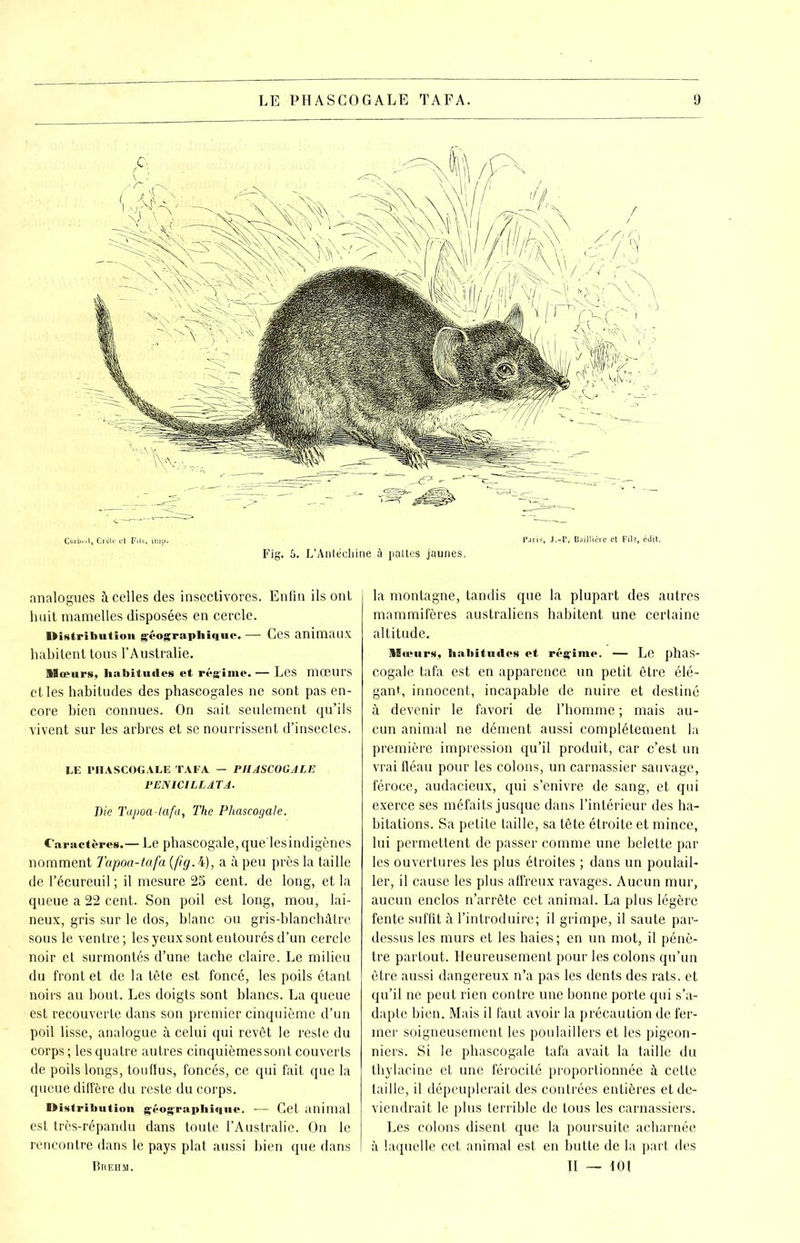 analogues à celles des insectivores. Enfin ils ont huit mamelles disposées en cercle. Distribution géographique. — Ces animaux habitent tous l’Australie. Mœurs, habitudes et régime. — Les mœurs et les habitudes des phascogales ne sont pas en- core bien connues. On sait seulement qu’ils vivent sur les arbres et se nourrissent d’insectes. LE PHASCOGALE TAFA — PHASCOGALE PEN1CILLATA. Die Tapoa-lafa, The Phascogale. Caractères.— Le phascogale, que'lesindigènes nomment Tapoa-tafa (fig. 4), a à peu près la taille de l’écureuil ; il mesure 25 cent, de long, et la queue a 22 cent. Son poil est long, mou, lai- neux, gris sur le dos, blanc ou gris-blanchâtre sous le ventre; les yeux sont entourés d’un cercle noir et surmontés d’une tache claire. Le milieu du front et de la tête est foncé, les poils étant noirs au bout. Les doigts sont blancs. La queue est recouverte dans son premier cinquième d’un poil lisse, analogue à celui qui revêt le reste du corps ; les quatre autres cinquièmes sont couverts de poils longs, touffus, foncés, ce qui fait que la queue diffère du reste du corps. Distribution géographique. — Cet animal est très-répandu dans toute l’Australie. On le rencontre dans le pays plat aussi bien que dans Brehm. la montagne, tandis que la plupart des autres mammifères australiens habitent une certaine altitude. AEocurs, habitudes et régime. — Le phas- cogale tafa est en apparence, un petit être élé- gant, innocent, incapable de nuire et destiné à devenir le favori de l’homme ; mais au- cun animal ne dément aussi complètement la première impression qu’il produit, car c’est un vrai fléau pour les colons, un carnassier sauvage, féroce, audacieux, qui s’enivre de sang, et qui exerce ses méfaits jusque dans l’intérieur des ha- bitations. Sa petite taille, sa tête étroite et mince, lui permettent de passer comme une belette par les ouvertures les plus étroites ; dans un poulail- ler, il cause les plus affreux ravages. Aucun mur, aucun enclos n’arrête cet animal. La plus légère fente suffit à l’introduire; il grimpe, il saute par- dessus les murs et les haies; en un mot, il pénè- tre partout. Heureusement pour les colons qu’un être aussi dangereux n’a pas les dents des rats, et qu’il ne peut rien contre une bonne porte qui s’a- dapte bien. Mais il faut avoir la précaution de fer- mer soigneusement les poulaillers et les pigeon- niers. Si le phascogale tafa avait la taille du thylacine et une férocité proportionnée à cette taille, il dépeuplerait des contrées entières et de- viendrait le plus terrible de tous les carnassiers. Les colons disent que la poursuite acharnée à laquelle cet animal est en butte de la part des Il — toi