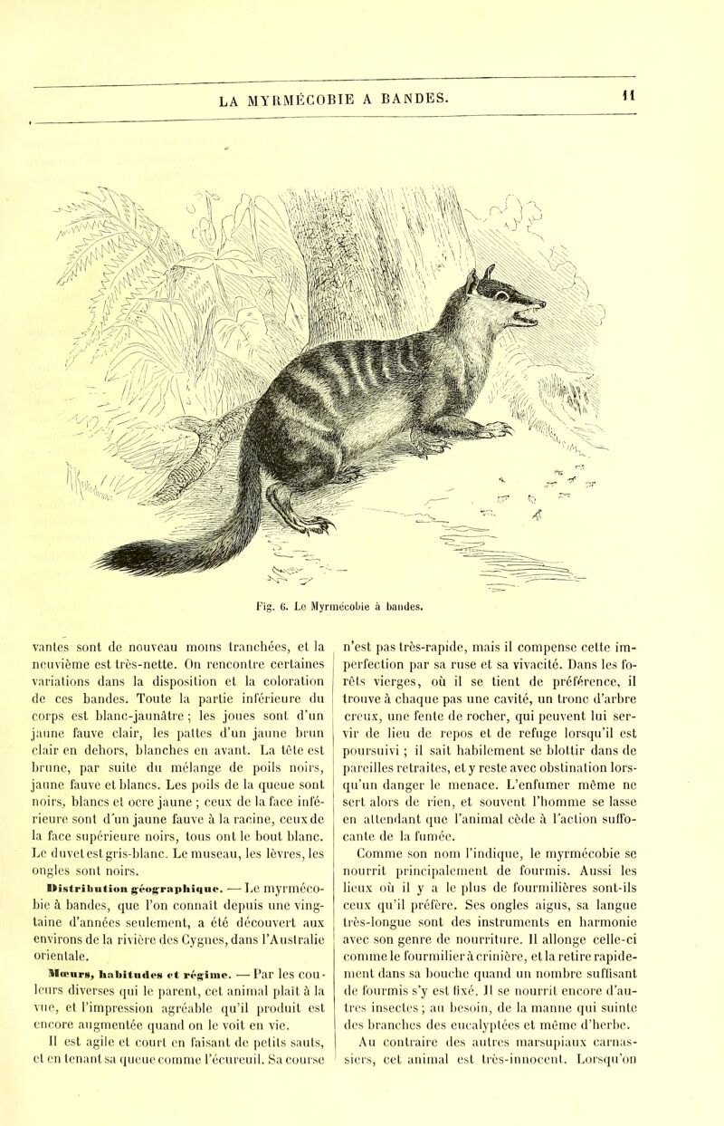 LA MYRMÉCOBIE A BANDES. H Fig. 6. Le Myrmécobie à bandes. vantes sont de nouveau moins tranchées, et la neuvième est très-nette. On rencontre certaines variations dans la disposition et la coloration de ces bandes. Toute la partie inférieure du corps est blanc-jaunâtre ; les joues sont d’un jaune fauve clair, les pattes d’un jaune brun clair en dehors, blanches en avant. La tête est brune, par suite du mélange de poils noirs, jaune fauve et blancs. Les poils de la queue sont noirs, blancs et ocre jaune ; ceux de la face infé- rieure sont d’un jaune fauve à la racine, ceux de la face supérieure noirs, tous ont le bout blanc. Le duvet est gris-blanc. Le museau, les lèvres, les ongles sont noirs. Distribution géographique. — Le myrméco- bie à bandes, que l’on connaît depuis une ving- taine d’années seulement, a été découvert aux environs de la rivière des Cygnes, dans l’Australie orientale. Mœurs, habitudes et régime. —Par les Cou- leurs diverses qui le parent, cet animal plaît à la vue, et l’impression agréable qu’il produit est encore augmentée quand on le voit en vie. Il est agile et court en faisant de petits sauts, cl en tenant sa queue comme l’écureuil. Sa course n’est pas très-rapide, mais il compense cette im- perfection par sa ruse et sa vivacité. Dans les fo- rêts vierges, où il se tient de préférence, il trouve à chaque pas une cavité, un tronc d’arbre creux, une fente de rocher, qui peuvent lui ser- vir de lieu de repos et de refuge lorsqu’il est poursuivi ; il sait habilement se blottir dans de pareilles retraites, et y reste avec obstination lors- qu’un danger le menace. L’enfumer même ne sert alors de rien, et souvent l’homme se lasse en attendant que l’animal cède à l’action suffo- cante de la fumée. Comme son nom l’indique, le myrmécobie se nourrit principalement de fourmis. Aussi les lieux où il y a le plus de fourmilières sont-ils ceux qu’il préfère. Ses ongles aigus, sa langue très-longue sont des instruments en harmonie avec son genre de nourriture. 11 allonge celle-ci comme le fourmilier à crinière, et la retire rapide- ment dans sa bouche quand un nombre suffisant de fourmis s’y est fixé. Il se nourrit encore d’au- tres insectes ; au besoin, de la manne qui suinte des branches des eucalyptées et même d’herbe. Au contraire des autres marsupiaux carnas- siers, cet animal est très-innocent. Lorsqu’on