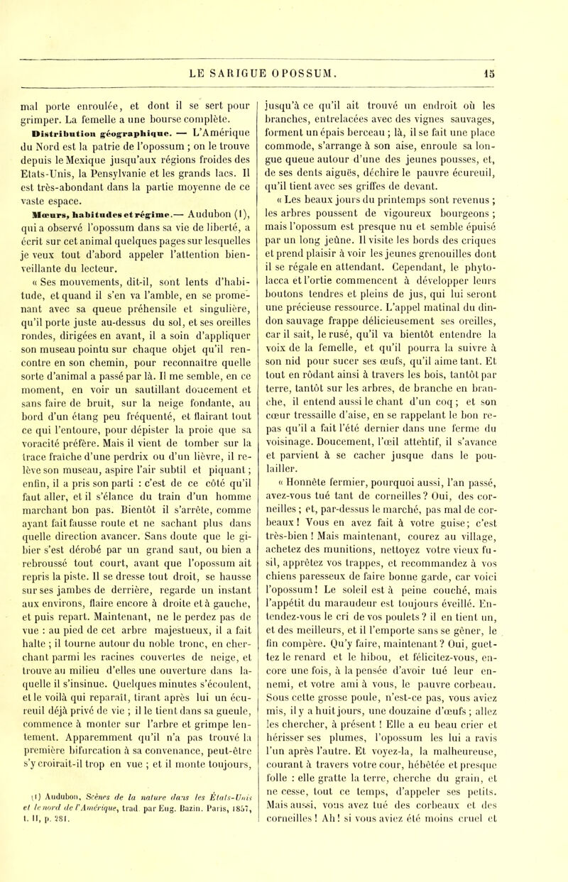 mal porte enroulée, et dont il se sert pour grimper. La femelle a une bourse complète. Distribution géographique. — L’Amérique du Nord est la patrie de l’opossum ; on le trouve depuis le Mexique jusqu’aux régions froides des Etats-Unis, la Pensylvanie et les grands lacs. Il est très-abondant dans la partie moyenne de ce vaste espace. llœurs, habitudes et régime.— Audubon (I), quia observé l’opossum dans sa vie de liberté, a écrit sur cet animal quelques pages sur lesquelles je veux tout d’abord appeler l’attention bien- veillante du lecteur. « Ses mouvements, dit-il, sont lents d’habi- tude, et quand il s’en va l’amble, en se prome- nant avec sa queue préhensile et singulière, qu’il porte juste au-dessus du sol, et ses oreilles rondes, dirigées en avant, il a soin d’appliquer son museau pointu sur chaque objet qu’il ren- contre en son chemin, pour reconnaître quelle sorte d’animal a passé par là. Il me semble, en ce moment, en voir un sautillant doucement et sans faire de bruit, sur la neige fondante, au bord d’un étang peu fréquenté, et flairant tout ce qui l’entoure, pour dépister la proie que sa voracité préfère. Mais il vient de tomber sur la trace fraîche d’une perdrix ou d’un lièvre, il re- lève son museau, aspire l’air subtil et piquant ; enfin, il a pris son parti : c’est de ce côté qu’il faut aller, et il s’élance du train d’un homme marchant bon pas. Bientôt il s’arrête, comme ayant fait fausse route et ne sachant plus dans quelle direction avancer. Sans doute que le gi- bier s’est dérobé par un grand saut, ou bien a rebroussé tout court, avant que l’opossum ait repris la piste. Il se dresse tout droit, se hausse sur ses jambes de derrière, regarde un instant aux environs, flaire encore à droite et à gauche, et puis repart. Maintenant, ne le perdez pas de vue : au pied de cet arbre majestueux, il a fait halte ; il tourne autour du noble tronc, en cher- chant parmi les racines couvertes de neige, et trouve au milieu d’elles une ouverture dans la- quelle il s’insinue. Quelques minutes s’écoulent, et le voilà qui reparaît , tirant après lui un écu- reuil déjà privé de vie ; il le tient dans sa gueule, commence à monter sur l’arbre et grimpe len- tement. Apparemment qu’il n’a pas trouvé la première bifurcation à sa convenance, peut-être s’y croirait-il trop en vue ; et il monte toujours, Il) Audubon, Scènes de la nature dans les États-Unis et lenord de l'Amérique, trad. par Eug. Bazin. Paris, 1857, t. II, p. 281. jusqu’à ce qu’il ait trouvé un endroit où les branches, entrelacées avec des vignes sauvages, forment un épais berceau ; là, il se fait une place commode, s’arrange à son aise, enroule sa lon- gue queue autour d’une des jeunes pousses, et, de ses dents aiguës, déchire le pauvre écureuil, qu’il tient avec ses griffes de devant. « Les beaux jours du printemps sont revenus ; les arbres poussent de vigoureux bourgeons ; mais l’opossum est presque nu et semble épuisé par un long jeûne. Il visite les bords des criques et prend plaisir à voir les jeunes grenouilles dont il se régale en attendant. Cependant, le phyto- lacca et l’ortie commencent à développer leurs boutons tendres et pleins de jus, qui lui seront une précieuse ressource. L’appel matinal du din- don sauvage frappe délicieusement ses oreilles, car il sait, le rusé, qu’il va bientôt entendre la voix de la femelle, et qu’il pourra la suivre à son nid pour sucer ses œufs, qu’il aime tant. Et tout en rôdant ainsi à travers les bois, tantôt par terre, tantôt sur les arbres, de branche en bran- che, il entend aussi le chant d’un coq ; et son cœur tressaille d’aise, en se rappelant le bon re- pas qu’il a fait l’été dernier dans une ferme du voisinage. Doucement, l’œil attentif, il s’avance et parvienl à se cacher jusque dans le pou- lailler. « Honnête fermier, pourquoi aussi, l’an passé, avez-vous tué tant de corneilles ? Oui, des cor- neilles ; et, par-dessus le marché, pas mal de cor- beaux ! Vous en avez fait à votre guise; c’est très-bien ! Mais maintenant, courez au village, achetez des munitions, nettoyez votre vieux fu- sil, apprêtez vos trappes, et recommandez à vos chiens paresseux de faire bonne garde, car voici l’opossum ! Le soleil est à peine couché, mais l’appétit du maraudeur est toujours éveillé. En- tendez-vous le cri de vos poulets ? il en tient un, et des meilleurs, et il l’emporte sans se gêner, le fin compère. Qu’y faire, maintenant? Oui, guet- tez le renard et le hibou, et félicitez-vous, en- core une fois, à la pensée d’avoir tué leur en- nemi, et votre ami à vous, le pauvre corbeau. Sous cette grosse poule, n’est-ce pas, vous aviez mis, il y a huit jours, une douzaine d’œufs; allez les chercher, à présent ! Elle a eu beau crier et hérisser ses plumes, l’opossum les lui a ravis l’un après l’autre. Et voyez-la, la malheureuse, courant à travers votre cour, hébétée et presque folle : elle gratte la terre, cherche du grain, et ne cesse, tout ce temps, d’appeler ses petils. Mais aussi, vous avez tué des corbeaux et des corneilles ! Ah ! si vous aviez été moins cruel et