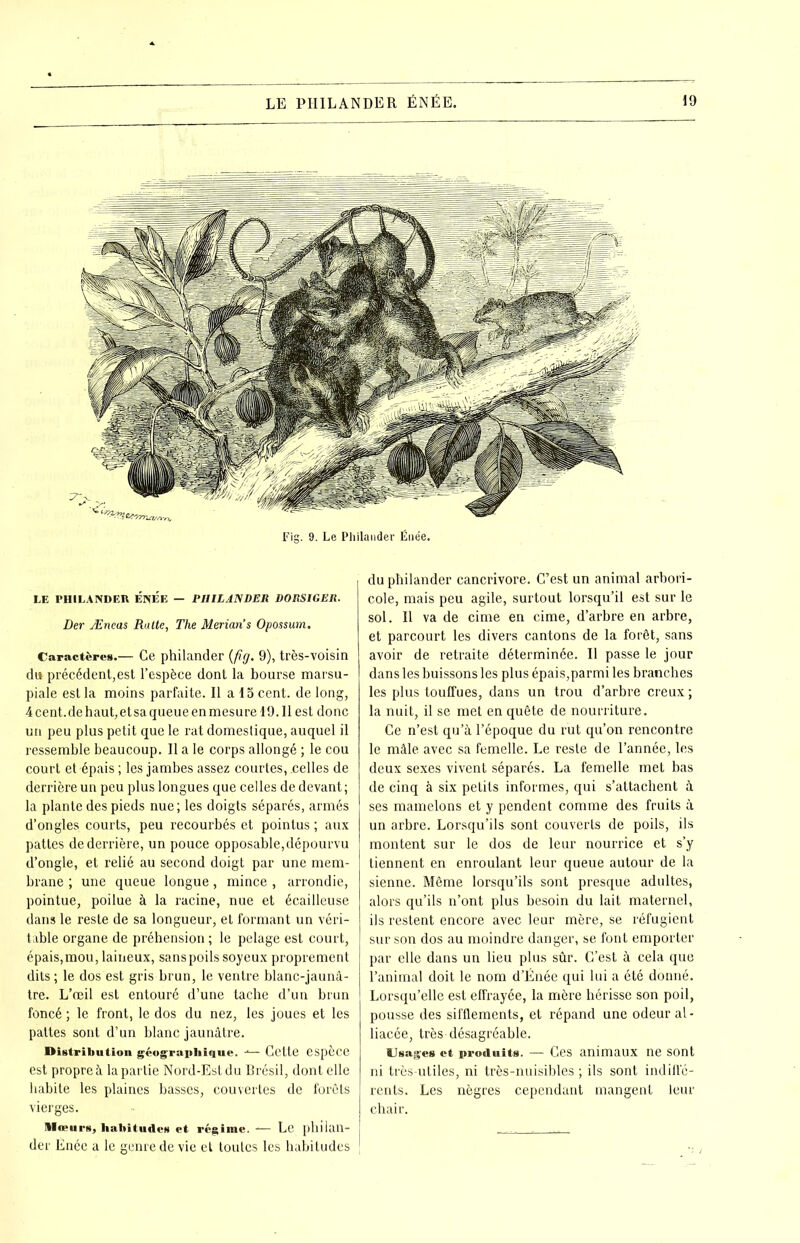 LE PHILANDER ENEE — PHILANDEli DORSIGER. Der Æneas Ralte, The Merian’s Opossum. Caractères.— Ce philander (fi g. 9), très-voisin dit précédent,est l’espèce dont la bourse marsu- piale est la moins parfaite. Il a 15 cent, de long, 4 cent.de haut,etsa queue en mesure 19. Il est donc un peu plus petit que le rat domestique, auquel il ressemble beaucoup. Il a le corps allongé ; le cou court et épais ; les jambes assez courtes, .celles de derrière un peu plus longues que celles de devant ; la plante des pieds nue; les doigts séparés, armés d’ongles courts, peu recourbés et pointus ; aux pattes dedei’rière, un pouce opposable,dépourvu d’ongle, et relié au second doigt par une mem- brane ; une queue longue, mince , arrondie, pointue, poilue à la racine, nue et écailleuse dans le reste de sa longueur, et formant un véri- table organe de préhension ; le pelage est court, épais,mou, laineux, sans poils soyeux proprement dits ; le dos est gris brun, le ventre blanc-jaunâ- tre. L’œil est entouré d’une tache d’un brun foncé ; le front, le dos du nez, les joues et les pattes sont d’un blanc jaunâtre. Distribution géographique. ■*— Cette espèce est propre à la partie Nord-Est du Brésil, dont elle habite les plaines basses, couvertes de forêts vierges. lleeurs, habitudes et régime. — Le philan- der Ënée a le genre de vie et toutes les habitudes du philander cancrivore. C’est un animal arbori- cole, mais peu agile, surtout lorsqu’il est sur le sol. Il va de cime en cime, d’arbre en arbre, et parcourt les divers cantons de la forêt, sans avoir de retraite déterminée. Il passe le jour dans les buissons les plus épais,parmi les branches les plus touffues, dans un trou d’arbre creux ; la nuit, il se met en quête de nourriture. Ce n’est qu’à l’époque du rut qu’on rencontre le mâle avec sa femelle. Le reste de l’année, les deux sexes vivent séparés. La femelle met bas de cinq à six petits informes, qui s’attachent à ses mamelons et y pendent comme des fruits à un arbre. Lorsqu’ils sont couverts de poils, ils montent sur le dos de leur nourrice et s’y tiennent en enroulant leur queue autour de la sienne. Même lorsqu’ils sont presque adultes, alors qu’ils n’ont plus besoin du lait maternel, ils restent encore avec leur mère, se réfugient sur son dos au moindre danger, se font emporter par elle dans un lieu plus sûr. C’est à cela que l’animal doit le nom d’Énée qui lui a été donné. Lorsqu’elle est effrayée, la mère hérisse son poil, pousse des sifflements, et répand une odeur al- liacée, très désagréable. Usages et produits. — Ces animaux ne sont ni très-utiles, ni très-nuisibles ; ils sont indiffé- rents. Les nègres cependant mangent leur chair.