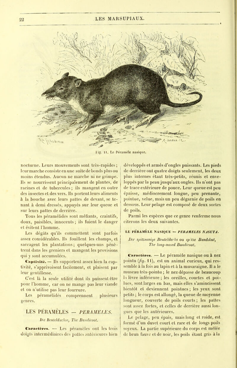 l'ig. II. Le Péramèle nasique. nocturne. Leurs mouvements sont très-rapides ; leurmarche consiste en une suitede bonds plusou moins étendus. Aucun ne marche ni ne grimpe. Ils se nourrissent principalement de plantes, de racines et de tubercules ; ils mangent en outre des insectes et des vers. Ils portent leurs aliments à la bouche avec leurs pattes de devant, se te- nant à demi dressés, appuyés sur leur queue et sur leurs pattes de derrière. Tous les péramélidés sont méfiants, craintifs, doux, paisibles, innocents ; ils fuient le danger et évitent l’homme. Les dégâts qu’ils commettent sont parfois assez considérables. Us fouillent les champs, et saccagent les plantations; quelques-uns pénè- trent dans les greniers et mangent les provisions qui y sont accumulées. Captivité.— Us supportent assez bien la cap- tivité, s’apprivoisent facilement, et plaisent par leur gentillesse. C’est là la seule utilité dont ils puissent être pour l’homme, car on ne mange pas leur viande et on n’utilise pas leur fourrure. Les péramélidés comprennent plusieurs genres. LES PÉRAMÈLES — PERAMELES. Die Beuteldachse, The Bandicoot. Caractères. — Les péramèles ont les trois doigts intermédiaires des pattes antérieures bien développés et armés d’ongles puissants. Les pieds de derrière ont quatre doigts seulement, les deux plus internes étant très-petits, réunis et enve- loppés par la peau jusqu’aux ongles. Ils n’ont pas de trace extérieure de pouce. Leur queue est peu épaisse, médiocrement longue, peu prenante, pointue, velue, mais un peu dégarnie de poils en dessous. Leur pelage est composé de deux sortes de poils. Parmi les espèces que ce genre renferme nous citerons les deux suivantes. LE PÉRAMÈLE NASIQUE — PERAMELES NJSUTA. Ber spilznasige Beuteldarhs ou spitze Bandikut, The long-nosed Bandicoot. Caractères. — Le péramèle nasique ou à nez pointu (fig. \ I), est un animal curieux, qui res- semble à la fois au lapin et à la musaraigne. II a le museau très-pointu ; le nez dépasse de beaucoup li lèvre inférieure; les oreilles, courtes et poi- lues, sont larges en bas, mais elles s’amincissent bientôt et deviennent pointues ; les yeux sont petits ; le corps est allongé, la queue de moyenne longueur, couverte de poils courts ; les pattes sont assez fortes, et celles de derrière aussi lon- gues que les antérieures. Le pelage, peu épais, mais long et roide, est formé d’un duvet court et rare et de longs poils soyeux. La partie supérieure du corps est mêlée de brun fauve et de noir, les poils étant gris à la