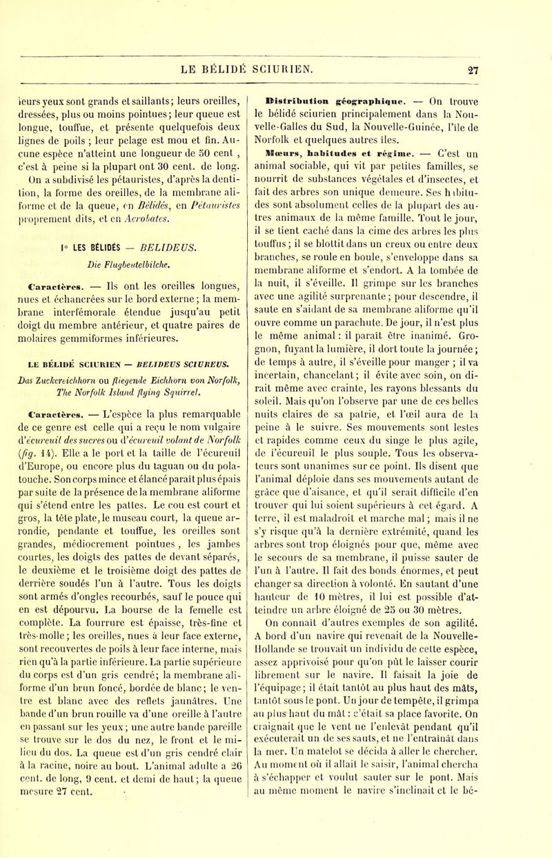 LE BÉLIDÉ SCIURIEN. leurs yeux sont grands et saillants; leurs oreilles, dressées, plus ou moins pointues; leur queue est longue, touffue, et présente quelquefois deux lignes de poils ; leur pelage est mou et fin. Au- cune espèce n’atteint une longueur de 50 cent , c’est à peine si la plupart ont 30 cent, de long. On a subdivisé les pétauristes, d’après la denti- tion, la forme des oreilles, de la membrane ali- forme et de la queue, en B élidés, en Pétauristes proprement dits, et en Acrobates. 1° LES BÉLIDÉS — BELIDE US. Die Flugbeutelbilche. Caractères. — Ils ont les oreilles longues, nues et échancrées sur le bord externe ; la mem- brane interfémorale étendue jusqu’au petit doigt du membre antérieur, et quatre paires de molaires gemmiformes inférieures. LE BÉLIDÉ SCIURIEN — BEEIDEUS SCIUBEUS. Das Zuckertichhorn ou fliegemle Eichhorn von Norfolk, The Norfolk Island flying Squirrel. Caractères. — L’espèce la plus remarquable de ce genre est celle qui a reçu le nom vulgaire d'écureuil des sucres ou d’écureuil volant de Norfolk (fig. 14). Elle a le port et la taille do l’écureuil d’Europe, ou encore plus du taguan ou du pola- touche. Son corps mince et élancé paraît plus épais par suite de la présence de la membrane aliforme qui s’étend entre les pattes. Le cou est court et gros, la tête plate, le museau court, la queue ar- rondie, pendante et touffue, les oreilles sont grandes, médiocrement pointues , les jambes courtes, les doigts des pattes de devant séparés, le deuxième et le troisième doigt des pattes de derrière soudés l’un à l’autre. Tous les doigts sont armés d’ongles recourbés, sauf le pouce qui en est dépourvu. La bourse de la femelle est complète. La fourrure est épaisse, très-fine et très-molle ; les oreilles, nues à leur face externe, sont recouvertes de poils à leur face interne, mais rien qu’à la partie inférieure. La partie supérieure du corps est d’un gris cendré; la membrane ali- forme d’un brun foncé, bordée de blanc; le ven- tre est blanc avec des reflets jaunâtres. Une bande d’un brun rouille va d’une oreille à l’autre en passant sur les yeux ; une autre bande pareille se trouve sur le dos du nez, le front et le mi- lieu du dos. La queue est d’un gris cendré clair à la racine, noire au bout. L’animal adulte a 26 cent, de long, 9 cent, et demi de haut; la queue mesure 27 cent. Distribution géographique. — On trouve le bélidé sciurien principalement dans la Nou- velle-Galles du Sud, la Nouvelle-Guinée, l’île de Norfolk et quelques autres îles. Mœurs, habitudes et régime. — C’est un animal sociable, qui vit par petiLes familles, se nourrit de substances végétales et d’insectes, et fait des arbres son unique demeure. Ses hibitu- des sont absolument celles de la plupart des au- tres animaux de la même famille. Tout le jour, il se tient caché dans la cime des arbres les plus touffus ; il se blottit dans un creux ou entre deux branches, se roule en boule, s’enveloppe dans sa membrane aliforme et s’endort. A la tombée de la nuit, il s’éveille. Il grimpe sur les branches avec une agilité surprenante ; pour descendre, il saute en s’aidant de sa membrane aliforme qu’il ouvre comme un parachute. De jour, il n’est plus le même animal : il paraît être inanimé. Gro- gnon, fuyant la lumière, il dort toute la journée ; de temps à autre, il s’éveille pour manger ; il va incertain, chancelant; il évite avec soin, on di- rait même avec crainte, les rayons blessants du soleil. Mais qu’on l’observe par une de ces belles nuits claires de sa patrie, et l’œil aura de la peine à le suivre. Ses mouvements sont lestes et rapides comme ceux du singe le plus agile, de i’écureuil le plus souple. Tous les observa- teurs sont unanimes sur ce point. Us disent que l’animal déploie dans ses mouvements autant de grâce que d’aisance, et qu’il serait difficile d’en trouver qui lui soient supérieurs à cet égard. A terre, il est maladroit et marche mal ; mais il ne s’y risque qu’à la dernière extrémité, quand les arbres sont trop éloignés pour que, même avec le secours de sa membrane, il puisse sauter de l’un à l’autre. Il fait des bonds énormes, et peut changer sa direction à volonté. En sautant d’une hauteur de 10 mètres, il lui est possible d’at- teindre un arbre éloigné de 25 ou 30 mètres. On connaît d’autres exemples de son agilité. A bord d’un navire qui revenait de la Nouvelle- Hollande se trouvait un individu de cette espèce, assez apprivoisé pour qu’on pût le laisser courir librement sur le navire. Il faisait la joie de l’équipage ; il était tantôt au plus haut des mâts, tantôt sous le pont. Un jour de tempête, il grimpa au plus'haut du mât: c’était sa place favorite. On craignait que le vent ne l’enlevât pendant qu’il exécuterait un de ses sauts, et ne l’entraînât dans la mer. Un matelot se décida à aller le chercher. Au moment où il allait le saisir, l’animal chercha à s’échapper et voulut sauter sur le pont. Mais au même moment le navire s’inclinait et le bc-