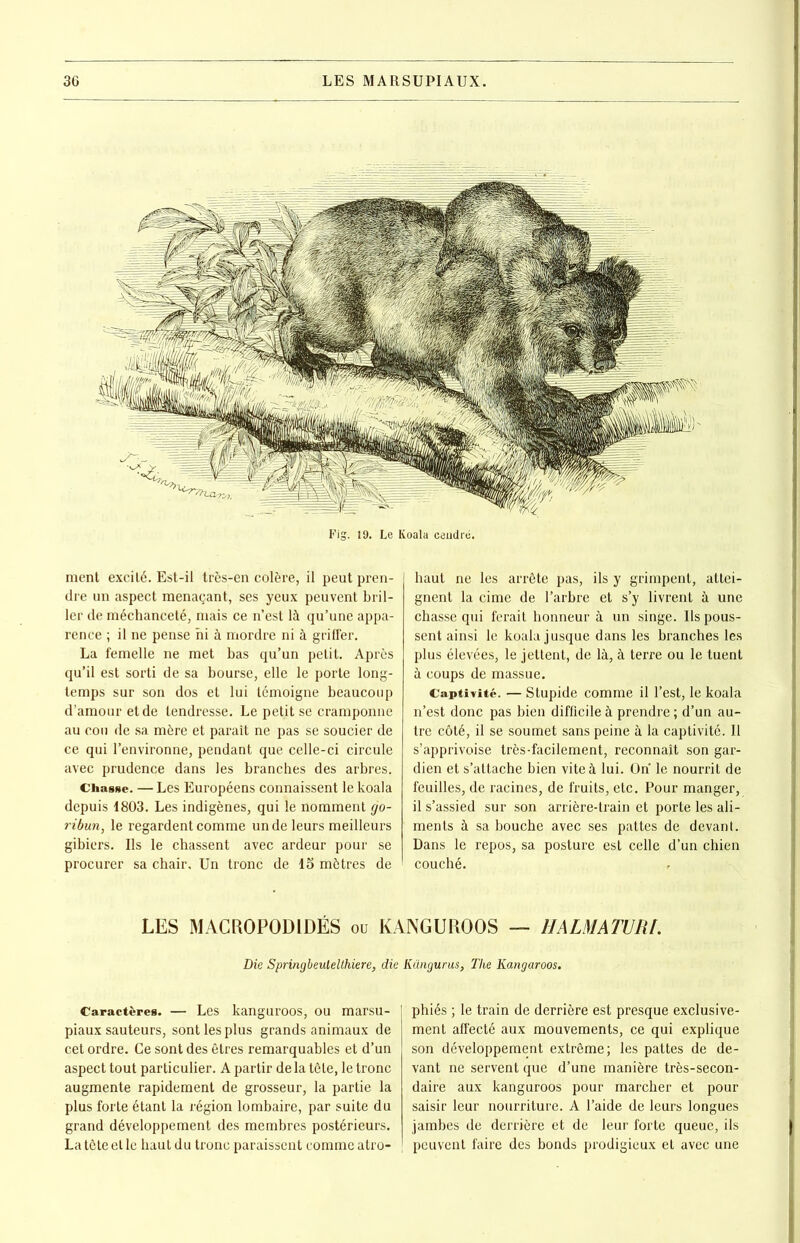 Fig. 19. Le Koala cendré. ment excité. Est-il très-en colère, il peut pren- dre un aspect menaçant, ses yeux peuvent bril- ler de méchanceté, mais ce n’est là qu’une appa- rence ; il ne pense ni à mordre ni à griffer. La femelle ne met bas qu’un petit. Après qu’il est sorti de sa bourse, elle le porte long- temps sur son dos et lui témoigne beaucoup d’amour et de tendresse. Le petit se cramponne au cou de sa mère et paraît ne pas se soucier de ce qui l’environne, pendant que celle-ci circule avec prudence dans les branches des arbres. Chasse. — Les Européens connaissent le koala depuis 1803. Les indigènes, qui le nomment go- ribun, le regardent comme un de leurs meilleurs gibiers. Us le chassent avec ardeur pour se procurer sa chair. Un tronc de 15 mètres de haut ne les arrête pas, ils y grimpent, attei- gnent la cime de l’arbre et s’y livrent à une chasse qui ferait honneur à un singe. Ils pous- sent ainsi le koala jusque dans les branches les plus élevées, le jettent, de là, à terre ou le tuent à coups de massue. Captivité. — Stupide comme il l’est, le koala n’est donc pas bien difficile à prendre ; d’un au- tre côté, il se soumet sans peine à la captivité. 11 s’apprivoise très-facilement, reconnaît son gar- dien et s’attache bien vite à lui. On le nourrit de feuilles, de racines, de fruits, etc. Pour manger, il s’assied sur son arrière-train et porte les ali- ments à sa bouche avec ses pattes de devant. Dans le repos, sa posture est celle d’un chien couché. LES MACROPODIDÉS ou KANGUROOS — HALMATURI. Die Springbeulelthiere, die Kangurus, The Kangaroos. Caractères. — Les kanguroos, ou marsu- piaux sauteurs, sont les plus grands animaux de cet ordre. Ce sont des êtres remarquables et d’un aspect tout particulier. A partir de la tête, le tronc augmente rapidement de grosseur, la partie la plus forte étant la région lombaire, par suite du grand développement des membres postérieurs. La tête et le haut du tronc paraissent comme atro- phiés ; le train de derrière est presque exclusive- ment affecté aux mouvements, ce qui explique son développement extrême; les pattes de de- vant ne servent que d’une manière très-secon- daire aux kanguroos pour marcher et pour saisir leur nourriture. A l’aide de leurs longues jambes de derrière et de leur forte queue, ils peuvent faire des bonds prodigieux et avec une