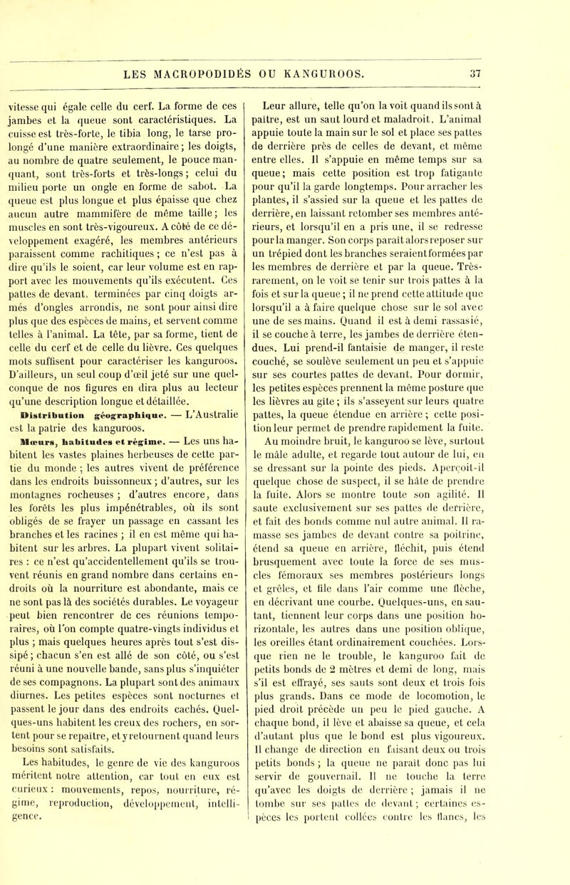 vitesse qui égale celle du cerf. La forme de ces jambes et la queue sont caractéristiques. La cuisse est très-forte, le tibia long, le tarse pro- longé d’une manière extraordinaire; les doigts, au nombre de quatre seulement, le pouce man- quant, sont très-forts et très-longs ; celui du milieu porte un ongle en forme de sabot. La queue est plus longue et plus épaisse que chez aucun autre mammifère de même taille; les muscles en sont très-vigoureux. A côté de ce dé- veloppement exagéré, les membres antérieurs paraissent comme rachitiques ; ce n’est pas à dire qu’ils le soient, car leur volume est en rap- port avec les mouvements qu’ils exécutent. Ces pattes de devant, terminées par cinq doigts ar- més d’ongles arrondis, ne sont pour ainsi dire plus que des espèces de mains, et servent comme telles à l’animal. La tête, par sa forme, tient de celle du cerf et de celle du lièvre. Ces quelques mots suffisent pour caractériser les kanguroos. D’ailleurs, un seul coup d’œil jeté sur une quel- conque de nos figures en dira plus au lecteur qu’une description longue et détaillée. Distribution géographique. — L’Australie est la patrie des kanguroos. Mœurs, habitutles et régime. — Les uns ha- bitent les vastes plaines herbeuses de cette par- tie du monde ; les autres vivent de préférence dans les endroits buissonneux ; d’autres, sur les montagnes rocheuses ; d’autres encore, dans les forêts les plus impénétrables, où ils sont obligés de se frayer un passage en cassant les branches et les racines ; il en est même qui ha- bitent sur les arbres. La plupart vivent solitai- res : ce n’est qu’accidentellement qu’ils se trou- vent réunis en grand nombre dans certains en- droits où la nourriture est abondante, mais ce ne sont pas là des sociétés durables. Le voyageur peut bien rencontrer de ces réunions tempo- raires, où l’on compte quatre-vingts individus et plus ; mais quelques heures après tout s’est dis- sipé ; chacun s’en est allé de son côté, ou s’est réuni à une nouvelle bande, sans plus s’inquiéter de ses compagnons. La plupart sont des animaux diurnes. Les petites espèces sont nocturnes et passent le jour dans des endroits cachés. Quel- ques-uns habitent les creux des rochers, en sor- tent pour se repaître, et y retournent quand leurs besoins sont satisfaits. Les habitudes, le genre de vie des kanguroos méritent notre attention, car tout en eux est curieux : mouvements, repos, nourriture, ré- gime, reproduction, développement, intelli- gence. Leur allure, telle qu’on la voit quand ils sont à paître, est un saut lourd et maladroit. L’animal appuie toute la main sur le sol et place ses pattes de derrière près de celles de devant, et même entre elles. 11 s’appuie en même temps sur sa queue; mais cette position est trop fatigante pour qu’il la garde longtemps. Pour arracher les plantes, il s’assied sur la queue et les pattes de derrière, en laissant retomber ses membres anté- rieurs, et lorsqu’il en a pris une, il se redresse pour la manger. Son corps paraît alors imposer sur un trépied dont les branches seraientforméespar les membres de derrière et par la queue. Très- rarement, on le voit se tenir sur trois pattes à la fois et sur la queue ; il ne prend cette attitude que lorsqu’il a à faire quelque chose sur le sol avec une de ses mains. Quand il est à demi rassasié, il se couche à terre, les jambes de derrière éten- dues. Lui prend-il fantaisie de manger, il reste couché, se soulève seulement un peu et s’appuie sur ses courtes pattes de devant. Pour dormir, les petites espèces prennent la même posture que les lièvres au gîte ; ils s’asseyent sur leurs quatre pattes, la queue étendue en arrière ; cette posi- tion leur permet de prendre rapidement la fuite. Au moindre bruit, le kanguroo se lève, surtout le mâle adulte, et regarde tout autour de lui, en se dressant sur la pointe des pieds. Aperçoit-il quelque chose de suspect, il se hâte de prendre la fuite. Alors se montre toute son agilité. Il saute exclusivement sur ses pattes de derrière, et fait des bonds comme nul autre animal. Il ra- masse ses jambes de devant contre sa poitrine, étend sa queue en arrière, fléchit, puis étend brusquement avec toute la force de ses mus- cles fémoraux ses membres postérieurs longs et grêles, et file dans l’air comme une flèche, en décrivant une courbe. Quelques-uns, en sau- tant, tiennent leur corps dans une position ho- rizontale, les autres dans une position oblique, les oreilles étant ordinairement couchées. Lors- que rien ne le trouble, le kanguroo fait de petits bonds de 2 mètres et demi de long, mais s’il est effrayé, ses sauts sont deux et trois fois plus grands. Dans ce mode de locomotion, le pied droit précède un peu le pied gauche. A chaque bond, il lève et abaisse sa queue, et cela d’autant plus que le bond est plus vigoureux. Il change de direction en faisant deux ou trois petits bonds ; la queue ne paraît donc pas lui servir de gouvernail. Il ne touche la terre qu’avec les doigts de derrière ; jamais il ne tombe sur ses pattes de devant ; certaines es- pèces les portent collées contre les flancs, les