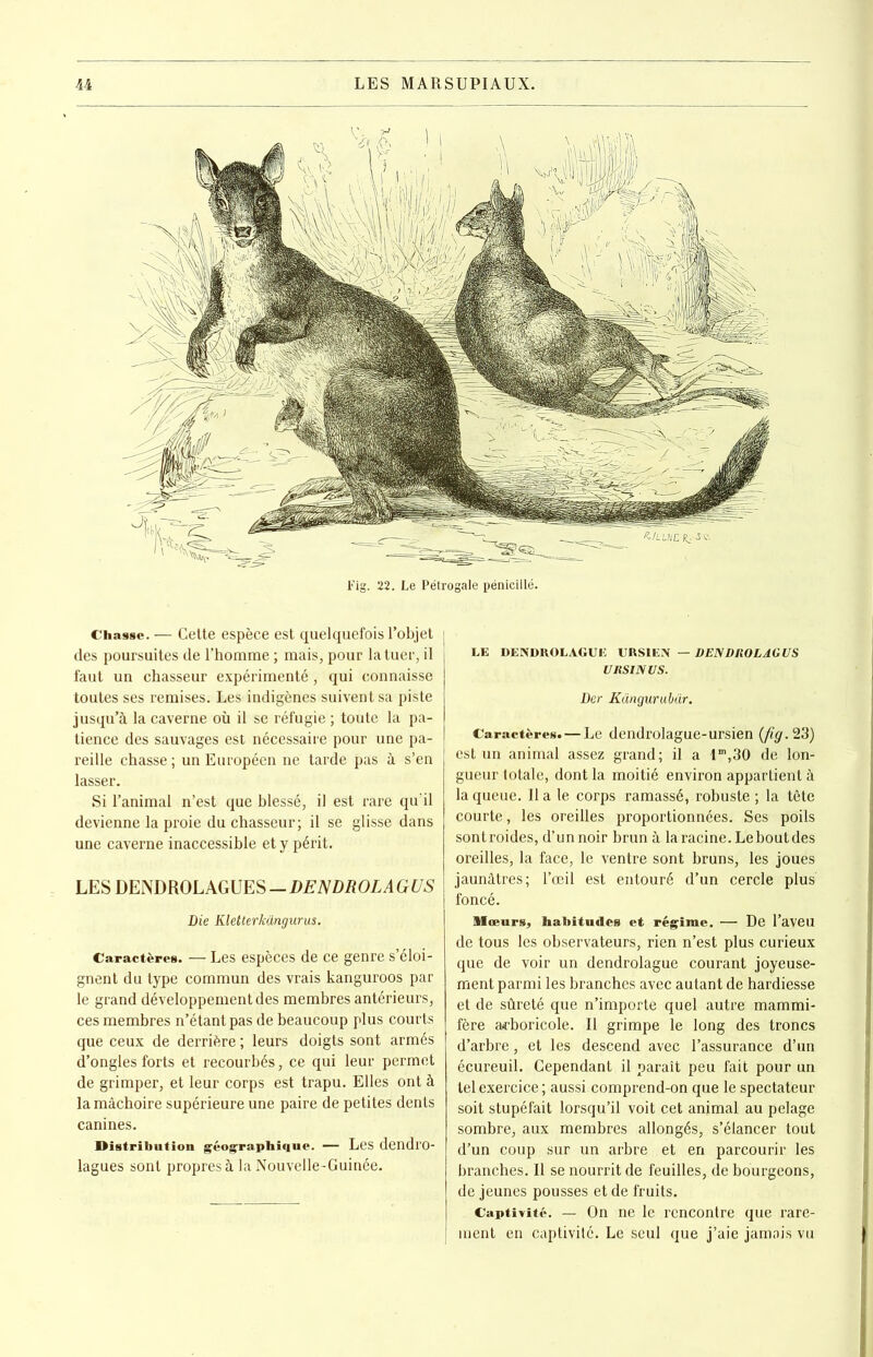 Chasse. — Cette espèce est quelquefois l’objet des poursuites de l’homme ; mais, pour la tuer, il faut un chasseur expérimenté, qui connaisse toutes ses remises. Les indigènes suivent sa piste jusqu’à la caverne où il se réfugie ; toute la pa- tience des sauvages est nécessaire pour une pa- reille chasse ; un Européen ne tarde pas à s’en lasser. Si l’animal n’est que blessé, il est rare qu’il devienne la proie du chasseur; il se glisse dans une caverne inaccessible et y périt. LES DENDROLAGUES — DENDROLAGUS Die Kletterkangurus. Caractères. — Les espèces de ce genre s’éloi- gnent du type commun des vrais kanguroos par le grand développement des membres antérieurs, ces membres n’étant pas de beaucoup plus courts que ceux de derrière ; leurs doigts sont armés d’ongles forts et recourbés, ce qui leur permet de grimper, et leur corps est trapu. Elles ont à la mâchoire supérieure une paire de petites dents canines. Distribution géographique. — Les dendl’O- lagues sont propres à la Nouvelle-Guinée. LE DENDROLAGUE VRS1EN — DENDROLAGUS URSINUS. Der Kdngurubiir. Caractères. — Le dendrolague-ursien (fig. 23) est un animal assez grand; il a lm,30 de lon- gueur totale, dont la moitié environ appartient à la queue. Il a le corps ramassé, robuste ; la tête courte, les oreilles proportionnées. Ses poils sontroides, d’un noir brun à la racine. Le bout des oreilles, la face, le ventre sont bruns, les joues jaunâtres; l’œil est entouré d’un cercle plus foncé. Mœurs, habitudes et régime. — De l’aveu de tous les observateurs, rien n’est plus curieux que de voir un dendrolague courant joyeuse- ment parmi les branches avec autant de hardiesse et de sûreté que n’importe quel autre mammi- fère arboricole. Il grimpe le long des troncs d’arbre, et les descend avec l’assurance d’un écureuil. Cependant il paraît peu fait pour un tel exercice; aussi comprend-on que le spectateur soit stupéfait lorsqu’il voit cet animal au pelage sombre, aux membres allongés, s’élancer tout d’un coup sur un arbre et en parcourir les branches. Il se nourrit de feuilles, de bourgeons, de jeunes pousses et de fruits. Captivité. — On ne le rencontre que rare-