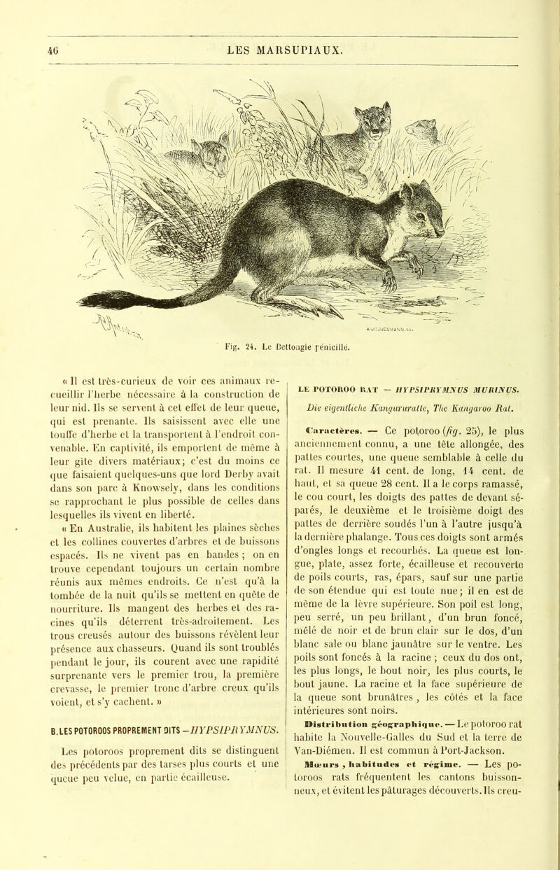 Fig. 24. Le Dettongie rénicillé. « Il est très-curieux de voir ces animaux re- , cueillir l’herbe nécessaire à la construction de leur nid. Us se servent à cet effet de leur queue, qui est prenante. Ils saisissent avec elle une touffe d’herbe et la transportent à l’endroit con- venable. En captivité, ils emportent de môme à leur gîte divers matériaux; c’est du moins ce que faisaient quelques-uns que lord Derby avait dans son parc à Knowsely, dans les conditions se rapprochant le plus possible de celles dans lesquelles ils vivent en liberté. « En Australie, ils habitent les plaines sèches et les collines couvertes d’arbres et de buissons espacés. Ils ne vivent pas en bandes ; on en trouve cependant toujours un certain nombre réunis aux mômes endroits. Ce n’est qu’à la tombée de la nuit qu’ils se mettent en quête de nourriture. Us mangent des herbes et des ra- cines qu’ils déterrent très-adroitement. Les trous creusés autour des buissons révèlent leur présence aux chasseurs. Quand ils sont troublés pendant le jour, ils courent avec une rapidité surprenante vers le premier trou, la première crevasse, le premier tronc d’arbre creux qu’ils voient, et s’y cachent. » B. LES P0T0R00S PROPREMENT OITS -EYPSIPRYMNÜS. Les potoroos proprement dits se distinguent des précédents par des tarses plus courts et une I queue peu velue, en partie écailleuse. LU I’OTOROO U AT — 11YPSIPRYMNÜS MURUSUS. Die eigentliche Kangururaltc, The Kangaroo Rat. Caractères. — Ce potoroo {fig. 25), le plus anciennement connu, a une tête allongée, des pattes courtes, une queue semblable à celle du rat. U mesure 4t cent, de long, 14 cent, de haut, et sa queue 28 cent. U a le corps ramassé, le cou court, les doigts des pattes de devant sé- parés, le deuxième et le troisième doigt des pattes de derrière soudés l’un à l’autre jusqu’à la dernière phalange. Tous ces doigts sont armés d’ongles longs et recourbés. La queue est Ion-, gue, plate, assez forte, écailleuse et recouverte de poils courts, ras, épars, sauf sur une partie de son étendue qui est toute nue ; il en est de même de la lèvre supérieure. Son poil est long, peu serré, un peu brillant, d’un brun foncé, mêlé de noir et de brun clair sur le dos, d’un blanc sale ou blanc jaunâtre sur le ventre. Les poils sont foncés à la racine ; ceux du dos ont, les plus longs, le bout noir, les plus courts, le bout jaune. La racine et la face supérieure de la queue sont brunâtres , les côtés et la face intérieures sont noirs. Distribution gvographique. — Le potoroo l’at habite la Nouvelle-Galles du Sud et la terre de Van-Diémen. 11 est commun à Port-Jackson. Mœurs , habitudes et régime. — Les po- toroos rats fréquentent les cantons buisson- neux, et évitent les pâturages découverts. 11s creu-