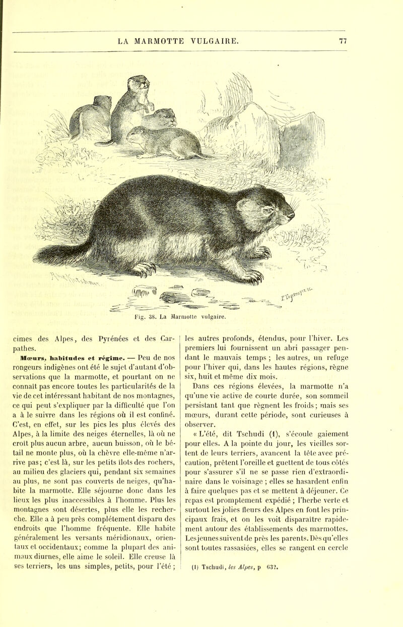 Fig. 38. La Marmotte vulgaire. cimes des Alpes, des Pyrénées et des Car- pathes. Mœurs, habitudes et régime. — Peu de nos rongeurs indigènes ont été le sujet d’autant d’ob- servations que la marmotte, et pourtant on ne connaît pas encore toutes les particularités de la vie de cet intéressant habitant de nos montagnes, ce qui peut s’expliquer par la difficulté que l’on a à le suivre dans les régions où il est confiné. C’est, en effet, sur les pics les plus élevés des Alpes, à la limite des neiges éternelles, là où ne croît plus aucun arbre, aucun buisson, où le bé- tail ne monte plus, où la chèvre elle-même n’ar- rive pas; c’est là, sur les petits îlots des rochers, au milieu des glaciers qui, pendant six semaines au plus, ne sont pas couverts de neiges, qu’ha- bite la marmotte. Elle séjourne donc dans les lieux les plus inaccessibles à l’homme. Plus les montagnes sont désertes, plus elle les recher- che. Elle a à peu près complètement disparu des endroits que l’homme fréquente. Elle habite généralement les versants méridionaux, orien- taux et occidentaux; comme la plupart des ani- maux diurnes, elle aime le soleil. Elle creuse là ses terriers, les uns simples, petits, pour l’été ; les autres profonds, étendus, pour l’hiver. Les premiers lui fournissent un abri passager pen- dant le mauvais temps ; les autres, un refuge pour l’hiver qui, dans les hautes régions, règne six, huit et même dix mois. Dans ces régions élevées, la marmotte n’a qu’une vie active de courte durée, son sommeil persistant tant que régnent les froids ; mais ses mœurs, durant cette période, sont curieuses à observer. « L’été, dit Tschudi (I), s’écoule gaiement pour elles. A la pointe du jour, les vieilles sor- tent de leurs terriers, avancent la tête avec pré- caution, prêtent l’oreille et guettent de tous côtés pour s’assurer s’il ne se passe rien d’extraordi- naire dans le voisinage ; elles se hasardent enfin à faire quelques pas et se mettent à déjeuner. Ce repas est promptement expédié ; l’herbe verte et surtout les jolies fleurs des Alpes en font les prin- cipaux frais, et on les voit disparaître rapide- ment autour des établissements des marmottes. Lesjeunes suivent de près les parents. Dès qu’elles sont toutes rassasiées, elles se rangent en cercle (I) Tschudi, les Alpes, p 032.