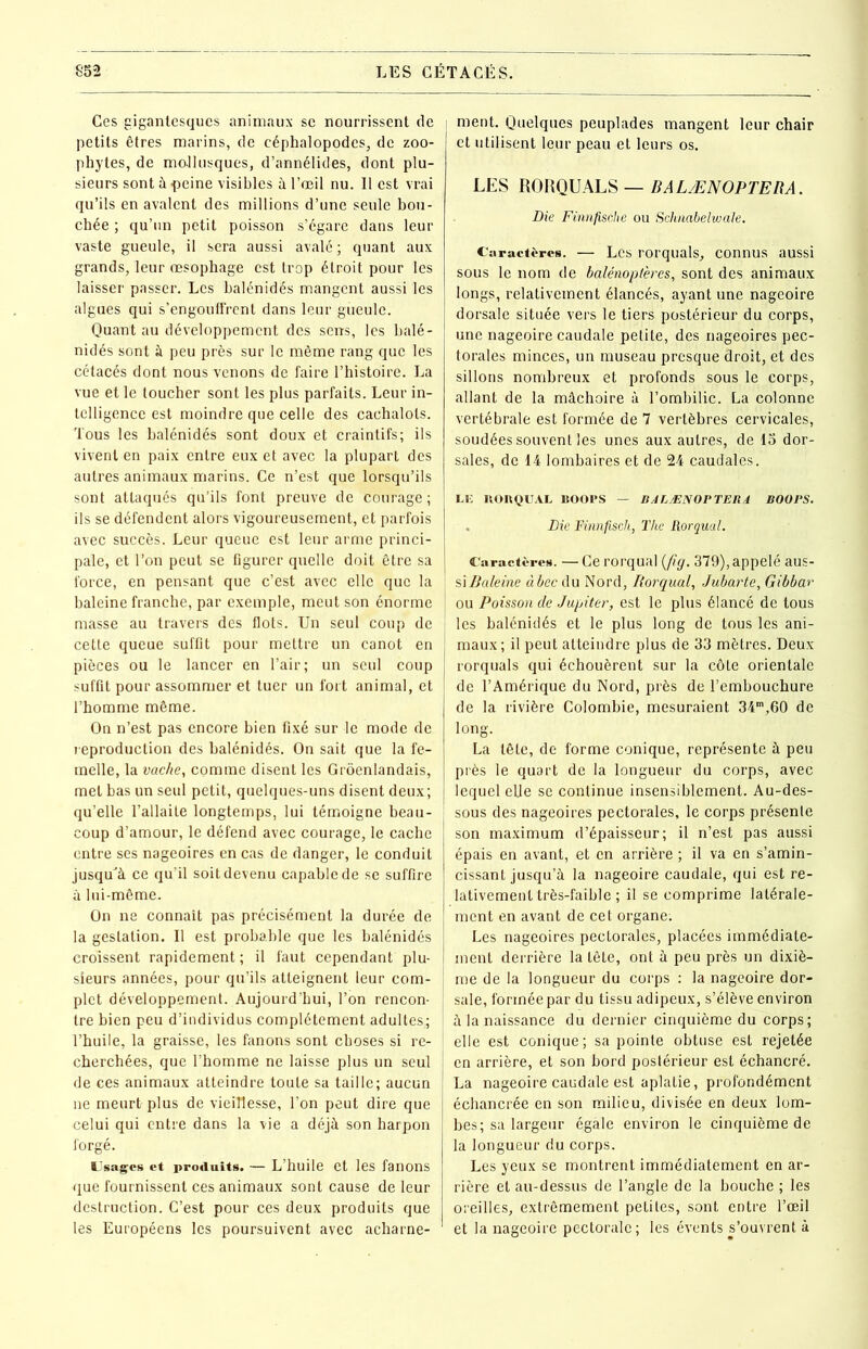 Ces gigantesques animaux se nourrissent de petits êtres marins, de céphalopodes, de zoo- phytes, de mollusques, d’annélides, dont plu- sieurs sont à peine visibles à l’œil nu. 11 est vrai qu’ils en avalent des millions d’une seule bou- chée ; qu’un petit poisson s’égare dans leur vaste gueule, il sera aussi avalé ; quant aux grands, leur œsophage est trop étroit pour les laisser passer. Les balénidés mangent aussi les algues qui s’engouffrent dans leur gueule. Quant au développement des sens, les balé- nidés sont à peu près sur le même rang que les cétacés dont nous venons de faire l’histoire. La vue et le toucher sont les plus parfaits. Leur in- telligence est moindre que celle des cachalots. Tous les balénidés sont doux et craintifs; ils vivent en paix entre eux et avec la plupart des autres animaux marins. Ce n’est que lorsqu’ils sont attaqués qu’ils font preuve de courage; ils se défendent alors vigoureusement, et parfois avec succès. Leur queue est leur arme princi- pale, et l’on peut se figurer quelle doit être sa force, en pensant que c’est avec elle que la baleine franche, par exemple, meut son énorme masse au travers des flots. Un seul coup de cette queue suffit pour mettre un canot en pièces ou le lancer en l’air; un seul coup suffit pour assommer et tuer un fort animal, et l’homme même. On n’est pas encore bien fixé sur le mode de reproduction des balénidés. On sait que la fe- melle, la vache, comme disent les Grôenlandais, met bas un seul petit, quelques-uns disent deux; qu’elle l’allaite longtemps, lui témoigne beau- coup d’amour, le défend avec courage, le cache entre ses nageoires en cas de danger, le conduit jusqu'à ce qu’il soit devenu capable de se suffire à lui-même. On ne connaît pas précisément la durée de la gestation. Il est probable que les balénidés croissent rapidement ; il faut cependant plu- sieurs années, pour qu’ils atteignent leur com- plet développement. Aujourd’hui, l’on rencon- tre bien peu d’individus complètement adultes; l’huile, la graisse, les fanons sont choses si re- cherchées, que l’homme ne laisse plus un seul de ces animaux atteindre toute sa taille; aucun ne meurt plus de vieillesse, l’on peut dire que celui qui entre dans la vie a déjà son harpon forgé. Usages et produits. — L’huile et les fanons que fournissent ces animaux sont cause de leur destruction. C’est pour ces deux produits que les Européens les poursuivent avec acharne- : ment. Quelques peuplades mangent leur chair et utilisent leur peau et leurs os. LES RORQUALS — BALÆNOPTERA. Die Finnftsche ou Schnabelwale. Caractères. — Les rorquals, connus aussi sous le nom de balénoptères, sont des animaux longs, relativement élancés, ayant une nageoire dorsale située vers le tiers postérieur du corps, une nageoire caudale petite, des nageoires pec- torales minces, un museau presque droit, et des sillons nombreux et profonds sous le corps, allant de la mâchoire à l’ombilic. La colonne vertébrale est formée de 7 vertèbres cervicales, soudées souvent les unes aux autres, de 15 dor- sales, de 14 lombaires et de 24 caudales. LU RORQUAL ROOPS — BALÆNOPTER4 BOOPS. Die Finnjisch, The Rorqual. Caractères. — Ce rorqual (fig. 379), appelé aus- i si Baleine à bec du Nord, Rorqual, Jubarte, Gibbar ou Poisson de Jupiter, est le plus élancé de tous les balénidés et le plus long de tous les ani- maux ; il peut atteindre plus de 33 mètres. Deux rorquals qui échouèrent sur la côte orientale de l’Amérique du Nord, près de l’embouchure de la rivière Colombie, mesuraient 34m,60 de long. La tête, de forme conique, représente à peu près le quart de la longueur du corps, avec J lequel elle se continue insensiblement. Au-des- ; sous des nageoires pectorales, le corps présente son maximum d’épaisseur; il n’est pas aussi épais en avant, et en arrière ; il va en s’amin- cissant jusqu’à la nageoire caudale, qui est re- lativement très-faible ; il se comprime latérale- ment en avant de cet organe. Les nageoires pectorales, placées immédiate- I ment derrière la tête, ont à peu près un dixiè- me de la longueur du corps : la nageoire dor- sale, formée par du tissu adipeux, s’élève environ I à la naissance du dernier cinquième du corps; elle est conique; sa pointe obtuse est rejetée en arrière, et son bord postérieur est échancré. [ La nageoire caudale est aplatie, profondément échancrée en son milieu, divisée en deux lom- bes; sa largeur égale environ le cinquième de la longueur du corps. Les yeux se montrent immédiatement en ar- rière et au-dessus de l’angle de la bouche ; les oreilles, extrêmement petites, sont entre l’œil et la nageoire pectorale; les évents s’ouvrent à