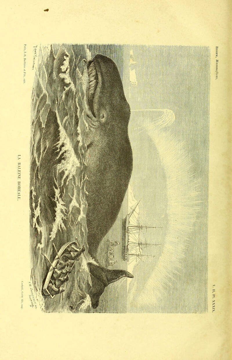 LA BALEINE BORÉALE.