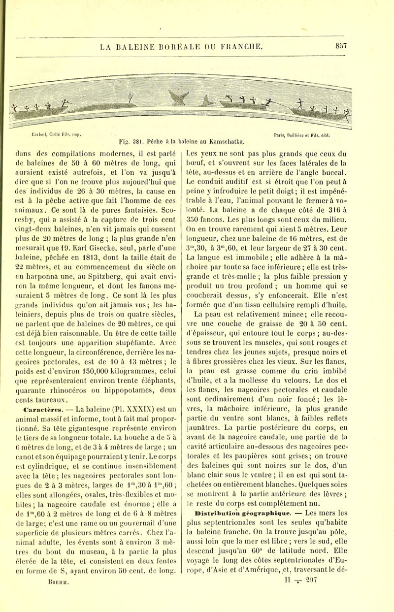 dans des compilations modernes, il est parlé de baleines de 50 à 60 mètres de long, qui auraient existé autrefois, et l’on va jusqu’à dire que si l’on ne trouve plus aujourd’hui que des' individus de 26 à 30 mètres, la cause en est à la pêche active que fait l’homme de ces animaux. Ce sont là de pures fantaisies. Sco- resby, qui a assisté à la capture de trpis cent vingt-deux baleines, n’en vit jamais qui eussent plus de 20 mètres de long ; la plus grande n’en mesurait que 19. Karl Gisecke, seul, parle d’une baleine, pêchée en 1813, dont la taille était de 22 mètres, et au commencement du siècle on en harponna une, au Spitzberg, qui avait envi- ron la même longueur, et dont les fanons me- suraient 5 mètres de long. Ce sont là les plus grands individus qu’on aitjàmais vus; les ba- leiniers, depuis plus de trois ou quatre siècles, ne parlent que de baleines de 20 mètres, ce qui est déjà bien raisonnable. Un être de cette taille est toujours une apparition stupéfiante. Avec cette longueur, la circonférence, derrière les na- geoires pectorales, est de 10 à 13 mètres; le poids est d’environ 150,000 kilogrammes, celui que représenteraient environ trente éléphants, quarante rhinocéros ou hippopotames, deux cents taureaux. Caractères. — La baleine (PL XXXIX) est un animal massif et informe, tout à fait mal propor- tionné. Sa tête gigantesque représente environ le tiers de sa longueur totale. La bouche a de 5 à 6 mètres de long, et de 3 à 4 mètres de large ; un canot et son équipage pourraient y tenir. Le corps est cylindrique, et se continue insensiblement avec la tête ; les nageoires pectorales sont lon- gues de 2 à 3 mètres, larges de lm,30 à lm,60 ; elles sont allongées, ovales, très-flexibles et mo- biles ; la nageoire caudale est énorme ; elle a de lm,60 à 2 mètres de long et de 6 à 8 mètres de large; c’est une rame ou un gouvernail d’une superficie de plusieurs mètres carrés. Chez l’a- nimal adulte, les évents sont à environ 3 mè- tres du bout du museau, à la partie la plus élevée de la tête, et consistent en deux fentes en forme de S, ayant environ 50 cent, de long. Brehm. Les yeux ne sont pas plus grands que ceux du bœuf, et s’ouvrent sur les faces latérales de la Lête, au-dessus et en arrière de l’angle buccal. Le conduit auditif est si étroit que l’on peut à peine y introduire le petit doigt; il est impéné- trable à l’eau, l’animal pouvant le fermer à vo- lonté. La baleine a de chaque côté de 316 à 350 fanons. Les plus longs sont ceux du milieu. On en trouve rarement qui aient 5 mètres. Leur longueur, chez une baleine de 16 mètres, est de 3m,30, à 3m,60, et leur largeur de 27 à 30 cent. La langue est immobile ; elle adhère à la mâ- choire par toute sa face inférieure ; elle est très- grande et très-molle ; la plus faible pression y produit un trou profond ; un homme qui se coucherait dessus, s’y enfoncerait. Elle n’est formée que d’un tissu cellulaire rempli d’huile. La peau est relativement mince; elle recou- vre une couche de graisse de 20 à 50 cent, d’épaisseur, qui entoure tout le corps ; au-des- sous se trouvent les muscles, qui sont rouges et tendres chez les jeunes sujets, presque noirs et à fibres grossières chez les vieux. Sur les flancs, la peau est grasse comme du crin imbibé d’huile, et a la mollesse du velours. Le dos et les flancs, les nageoires pectorales et caudale sont ordinairement d’un noir foncé ; les lè- vres, la mâchoire inférieure, la plus grande partie du ventre sont blancs, à faibles reflets jaunâtres. La partie postérieure du corps, en avant de la nageoire caudale, une partie de la cavité articulaire au-dessous des nageoires pec- torales et les paupières sont grises; on trouve des baleines qui sont noires sur le dos, d’un blanc clair sous le ventre ; il en est qui sont ta- chetées ou entièrement blanches. Quelques soies se monlrent à la partie antérieure des lèvres; le reste du corps est complètement nu. Distribution géographique. — Les mers les plus septentrionales sont les seules qu’habite la baleine franche. On la trouve jusqu’au pôle, aussi loin que la mer est libre ; vers le sud, elle descend jusqu’au 60° de latitude nord. Elle voyagé le long des côtes septentrionales d’Eu- rope, d’Asie et d’Amérique, et, traversant le dé- n — m