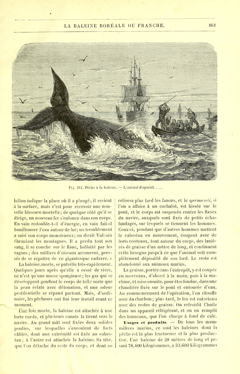 billot) indique la place où il a plongé; il revient I à la surface, mais c’est pour recevoir une nou- velle blessure mortelle; de quelque côté qu’il se dirige, un nouveau fer s’enfonce dans son corps. En vain redouble-t-il d’énergie, en vain fait-il bouillonner l’eau autour de lui ; un tremblement a saisi son corps monstrueux; on dirait Vulcain ébranlant les montagnes. Il a perdu tout son sang, il se couche sur le flanc, ballotté par les vagues ; des milliers d’oiseaux accourent, pres- sés de se repaître de ce gigantesque cadavre. » La baleine,morte, se putréfie très-rapidement. Quelques jours après qu’elle a cessé de vivre, ce n’est qu’une masse spongieuse; les gaz qui se développent gonflent le corps de telle sorte que la peau éclate avec détonation, et une odeur pestilentielle se répand partout. Mais, d’ordi- naire, les pêcheurs ont fini leur travail avant ce moment. E/iie-fois morte, la baleine est attachée à une forte corde, et plusieurs canots la tirent vers le navire. Au grand mât sont fixées deux solides poulies, sur lesquelles s’enroulent de forts câbles, dont une extrémité est fixée au cabes- tan ; à l’autre est attachée la baleine. Sa tête, que l'on détache du reste du corps, et dont on retirera plus tard les fanons, et le spermaceti, si l’on a alfaire à un cachalot, est hissée sur le pont, et le corps est suspendu contre les flancs du navire, auxquels sont fixés de petits écha- faudages, sur lesquels se tiennent les hommes. Ceux-ci, pendant que d’autres hommes mettent le cabestan en mouvement, coupent avec de forts couteaux, tout autour du corps, des laniè- res de graisse d’un mètre de long, et continuent cette besogne jusqu’à ce que l’animal soit com- plètement dépouillé de son lard. Le reste est abandonné aux animaux marins. La graisse, portée dans l’entrepôt, y est coupée en morceaux, d’abord à la main, puis à la ma- chine, et mise ensuite, pour être fondue, dans une chaudière fixée sur le pont et entourée d’eau. Au commencement de l’opération, l’on chauffe avec du charbon; plus tard, le feu est entretenu avec des restes de graisse. Un refroidit l’huile dans un appareil réfrigérant, et on en remplit des tonneaux, que l’on charge à fond de cale. Usages et produits. — De tous les mam- mifères marins, ce sont les baleines dont la pêche est la plus fructueuse et la plus produc- tive. Une baleine de 20 mètres de long et pe- sant 78/j00 kilogrammes, a 33,600 kilogrammes