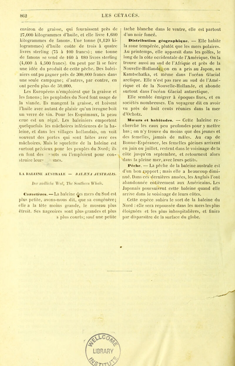 environ de graisse, qui fournissent près de 27,000 kilogrammes d’huile, et elle livre 1,660 kilogrammes de fanons. Une tonne (1,120 ki- logrammes) d’huile coûte de trois à quatre livres sterling (75 à 100 francs) ; une tonne de fanons se vend de 160 à 180 livres sterling (4,000 à 4,500 francs). On peut par là se faire une idée du produit de cette pêche. Des balei- niers ont pu gagner près de 300,000 francs dans une seule campagne; d’autres, par contre, en ont perdu plus de 50,000. Les Européens n’emploient que la graisse et les fanons; les peuplades du Nord font usage de la viande. Ils mangent la graisse, et boivent l’huile avec autant de plaisir qu’un ivrogne boit un verre de vin. Pour les Esquimaux, la peau crue est un régal. Les baleiniers emportent quelquefois les mâchoires inférieures de la ba- leine, et dans les villages hollandais, on voit souvent des portes qui sont faites avec ces mâchoires. Mais le squelette de la baleine est surtout précieux pour les peuples du Nord; ils en font des •>~iots ou l’emploient pour con- struire leur0 ânes. LA BALEINE AUSTRALE — 11ALÆNA AUST11ALIS. Dcr südliche Wal, The Southern Whale. Caractères. —La baleine c^es mers du Sud est plus petite, avons-nous dit, que sa congénère; elle a la tête moins grande, le museau plus étroit. Ses nageoires sont plus grandes et plus s plus courts; sauf une petite tache blanche dans le ventre, elle est partout d’un noir foncé. Distribution géographique. — Elle habite la zone tempérée, plutôt que les mers polaires. Au printemps, elle apparaît dans les golfes, le long de la côte occidentale de l’Amérique. On la trouve aussi au sud de l’Afrique et près de la Nouvelle-Hollande;4pn en a pris au Japon, au Kamtschatka, et même dans l’océan Glacial arctique. Elle n’est pas rare au sud de l’Amé- rique et de la Nouvelle-Hollande, et abonde surtout dans l’océan Glacial antarctique. Elle semble émigrer à époques fixes, et en sociétés nombreuses. Un voyageur dit en avoir vu près de huit cents réunies dans la mer d’Ochotz. nioMirs et habitudes. — Cette baleine re- cherche les eaux peu profondes pour y mettre | bas ; on n’y trouve du moins que des jeunes et ' des femelles, jamais de mâles. Au cap de Bonne-Espérance, les femelles pleines arrivent en juin ou juillet, restent dans le voisinage de la , côte jusqu’en septembre, et retournent alors dans la pleine mer, avec leurs petits. Pêche. — La pêche de la baleine australe est d’un bon ^apport ; mais elle a beaucoup dimi- I nué.Dans ces dernières années, les Anglais l’ont | abandonnée entièrement aux Américains. Les I Japonais poursuivent cette baleine quand elle arrive dans le voisinage de leurs côtes. Cette espèce subira le sort de la baleine du Nord : elle sera repoussée dans les mers les plus éloignées et 'les plus inhospitalières, et finira par disparaître de la surface du globe. ^1