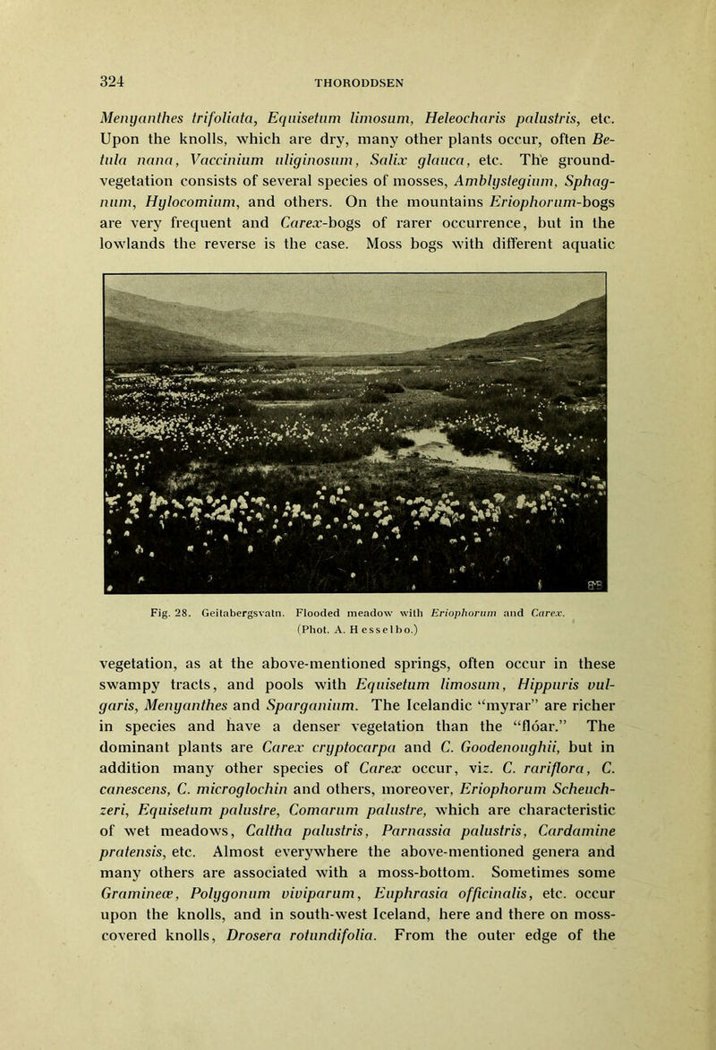 Menyanthes trifoliata, Eqiiisetum limosum, Heleocharis palustris, etc. Upon the knolls, which are dry, many other plants occur, often Be- tulci nana, Vaccinium uliginosum, Salix glauca, etc. The ground- vegetation consists of several species of mosses, Amblystegium, Sphag- num, Hylocominm, and others. On the mountains Eriophorum-bogs are very frequent and Corex-bogs of rarer occurrence, but in the lowlands the reverse is the case. Moss bogs with different aquatic Fig. 28. Geitabergsvatn. Flooded meadow with Eriophorum and Carex. (Phot. A. H ess el bo.) vegetation, as at the above-mentioned springs, often occur in these swampy tracts, and pools with Eqiiisetum limosum, Hippuris vul- garis, Menyanthes and Sparganium. The Icelandic “myrar” are richer in species and have a denser vegetation than the “floar.” The dominant plants are Carex cryptocarpa and C. Goodenoughii, but in addition many other species of Carex occur, vir. C. rariflora, C. canescens, C. microglochin and others, moreover, Eriophorum Scheuch- zeri, Equisetum palustre, Comarum palustre, which are characteristic of wet meadows, Caltha palustris, Parnassia palustris, Cardamine pratensis, etc. Almost everywhere the above-mentioned genera and many others are associated with a moss-bottom. Sometimes some Graminece, Polygonum viviparum, Euphrasia officinalis, etc. occur upon the knolls, and in south-west Iceland, here and there on moss- covered knolls, Drosera rotnndifolia. From the outer edge of the