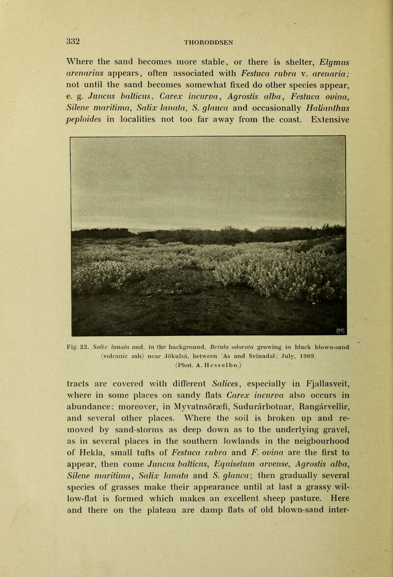 Where the sand becomes more stable, or there is shelter, Elymus arenarius appears, often associated with Festuca rubra v. arenaria; not until the sand becomes somewhat fixed do other species appear, e. g. Juncus balticns, Carex incur va, Agrostis alba, Festuca ovina, Silene maritima, Salix lanata, S. glauca and occasionally HaUanthus peploides in localities not too far away from the coast. Extensive Fig. 32. Salix lanata and. in llie background, Betula odorata growing in black blown-sand (volcanic ash) near Jokulsn, between As and Svinadal; July, 1909. (Phot. A. Hesselbo.) tracts are covered with different Salices, especially in Fjallasveit, where in some places on sandy flats Carex incurva also occurs in abundance; moreover, in Myvalnsorsefi, Sudurarbolnar, Rangarvellir, and several other places. Where the soil is broken up and re- moved by sand-storms as deep down as to the underlying gravel, as in several places in the southern lowlands in the neigbourhood of Hekla, small tufts of Festuca rubra and F. ovina are the first to appear, then come Juncus balticns, Equisetum arvense, Agrostis alba, Silene maritima, Salix lanata and S. glauca; then gradually several species of grasses make their appearance until at last a grassy wil- low-flat is formed which makes an excellent sheep pasture. Here and there on the plateau are damp flats of old blown-sand inter-