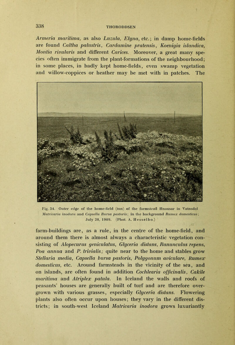Armeria maritima, as also Luzula, Elyna, etc.; in damp home-fields are found Caltha palustris, Cardamine pratensis, Koenigia islandica, Montia riuularis and different Carices. Moreover, a great many spe- cies often immigrate from the plant-formations of the neighbourhood; in some places, in badly kept home-fields, even swamp vegetation and willow-coppices or heather may be met with in patches. The Fig. 34. Outer edge of tlie home-field (tun) of the farmstead Hnausar in Vatnsdal Matricaria inodora and Capsella Bursa pastoris; in the background Riunex domesticus; July 28, 1909. (Phot. A. Hesselbo.) farm-buildings are, as a rule, in the centre of the home-field, and around them there is almost always a characteristic vegetation con- sisting of Alopecurns geniculatus, Glyceria distans, Ranunculus repens, Poa annua and P. trivialis; quite near to the home and stables grow Stellaria media, Capsella bursa pastoris, Polygonum aviculare, Rumex domesticus, etc. Around farmsteads in the vicinity of the sea, and on islands, are often found in addition Cochlearia officinalis, Cakile maritima and Atriplex patnla. In Iceland the walls and roofs of peasants’ houses are generally built of turf and are therefore over- grown with various grasses, especially Glyceria distans. Flowering plants also often occur upon houses; they vary in the different dis- tricts; in south-west Iceland Matricaria inodora grows luxuriantly