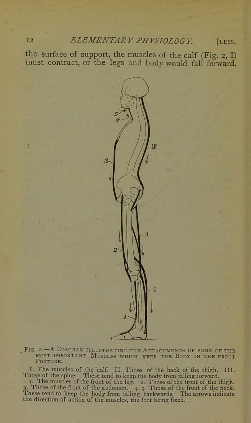 the surface of support, the muscles of the calf (Fig. 2, I) must contract, or the legs and body would fall forward. . Fig. 2.—A Diagram illustrating the Attachments of some of the most important Muscles which keep the Body in the erect Posture. I. The muscles of the calf. II. Those of the back of the thigh. III. Those of the spine. These tend to keep the body from falling forward. 1. The muscles of the front of the leg. 2. Those of the front of the thigh. 3. Those of the front of the abdomen. 4, 5. Those of the front of the neck. These tend to keep the body from falling backwards. The arrows indicate the direction of action of the muscles, the foot being fixed.