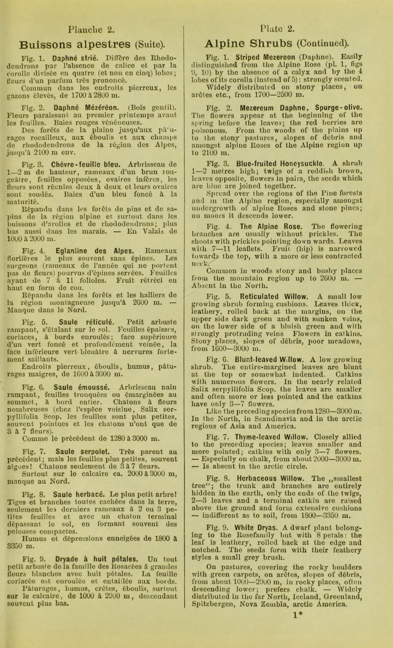 Buissons alpestres (Suite). Fig. 1. Daphne strie. Diffäre des Rhodo- dendrons par l’absenco de calice et par la corolle divisee en quatre (et non cn cinq) lobes; Üeurs d’un parfum tres prononce. Commun dans les endroits pierrcux, les gazous eleves, de 17UÜä28U0m. Fig. 2. Daphne Mezeröon. (Bois gentil). Flenrs paraissant au premier printemps avant les fcuilles. Baies rouges veneneuses. Des forets de la plaine jusqu’aux pä‘u- rages rocailleux, aux eboulis et aux champs de rliododendrons de la region des Alpes, jusqu’ä 2100 m cnv. Fig. 3. Chevre - feuille bleu. Arbrisseau de 1—2 m de hauteur, rameaux d’un brun rou- gcälre, fcuilles opposees, ovaires införes, les fleurs sont reunies deux ä deux et leurs ovaires sont soudes. Baies d’un bleu fonce ä la maturite. Repaudu dans los forets de pins et de sa- pins de la region alpine et surtout dans les buissons d’arolles et de rliododendrons; plus bas aussi dans les rnarais. — En Valais de 1000 ä 2000 m. Fig. 4. Eglanline des Alpes. Rameaux floriferes le plus souvent sans epincs. Les surgeons (rameaux de l’annee qui ne portent pas de fleurs) pourvus d’epines sen ees. Fcuilles ayant de 7 ä 11 folioles. Fruit retreci en haut en form de eou. Repandu dans les forets et les halliers de la region montagneuse jusqu’ä 2G00 m. — Manque dans le Nord. Fig. 5. Säule reticule. Petit arbuste rampaut, s’etalant sur le sol. Feuilles epaisscs, coriaces, ä bords enroules; face superieuro d’un vert fonce et profondement veinee, la face inferieure vert-bleuätre ä nervures forle- ment saillants. Endroits pierreux, eboulis, humus, pätu- rages maigres, de lGO0ä300O m. Fig. 6. Säule emousse. Arbrisseau nain rampant, feuilles tronquees ou emarginees au sommet, ä bord entier. Chatons ä fleurs nombreuses (ehe/, l’cspöce voisine, Salix ser- pyllifolia Scop. les feuilles sont plus petites, souvent pointues et les chatons n’ont que de 3 ä 7 fleurs). Comine le precedent de 1280 ä 3000 m. Fig. 7. Säule serpolet. Träs parent au precedent; mais les feuilles plus petites, souvent aigues! Chatons seiüement de 3ä7 fleurs. Surtout sur le calcaire ca. 20ü0ä3000 m, manque au Nord. Fig. 8. Säule herbace. Le plus petit arbre! Tiges et branches toutes cachees dans la terre, seulement les derniers rameaux ä 2 ou 3 pe- tites feuilles et avcc un chaton terminal depassant le sol, en formant souvent des pelouses compactes. Humus et depressions enneigees de 1800 ä 3350 m. Fig. 9. Dryade ä huit petales. Un tout petit arbuste do la famille des Rosacees ä grandes fleurs blanches avec huit petales. La feuille coriaceo e»t enroulee et entaillee aux bords. Päturages, humus, cretes, bboulis, surtout sur le calcaire, de 1000 ä 2900 m, dcsccndant souvent plus bas. Alpine Shrubs (Continued). Fig. 1. Striped Mezercon (Daphne). Easily distinguislied from the Alpine Rose (pl. 1, tigs 9, 10) by the absence of a calyx and by the 4 lobes of its corolla (instead of 5): strongly scent cd. Widely distributed on stony places, on areles etc., from 1700—2500 m. Fig. 2. Mezereum Daphne, Spurge-olive. The tlowcrs appear at the beginning of the spring before the leaves; the red berries are poisonous. From the woods of the plains up to the stony pastures, slopes of debris and ainongst alpine Roses of the Alpine region up to 2100 m. Fig. 3. Blue-fruited Honeysuckle. A shrub 1— 2 mclres high; twigs of a reddish brown, leaves opposito, llowers in pairs, the sceds which are blue are joined together. Spread over the regions of the Pine forcsts and m the Alpine region, especially amongst undergrowth of alpine Roses and stone pincs; on nioors it descends lower. Fig. 4. The Alpine Rose. The flowering branches are usually without prickles. The shoots with prickles poinling down wards. Leaves with 7—11 leaflets. Fruit, (hip) is narrowed to wards the top, with a more or less contractcd neck. Common in woods stony and bushy placcs from the mountain region up to 2G0O m. — Absent in the North. Fig. 5. Reticulated Willow. A small low growing shrub forming cusbions. Leaves tliick, leathery, rolled back at the margins, on the upper side dark green and with sanken veins, on the lower side of a bluisli green and with strongly protruding veins Flowers in catkins. Stony places, slopes of debris, poor meadows, from 1G00—3000 m. Fig. G. Blunt-Ieaved Willow. A low growing shrub. The entire-margined leaves are blunt at the top or somewhat indented. Catkins with numerous tlowcrs. In the nearly related Salix serpyllifolia Scop. the leaves are smaller and often more or less pointed and the catkins have only 3—7 tlowcrs. Like the preceding species from 1280—3000 m. In the North, in Scandinavia and in the arctic regions of Asia and America. Fig. 7. Thyme-Ieaved Willow. Closely allied to the preceding species; leaves smaller and more pointed; catkins with only 3—7 flowers. — Especially on chalk, from about 2000—3000 m. — Is absent in the arctic circle. Fig. 8. Herbaceous Willow. The „sinallest tree“; the trunk and branches are cntirely hidden in the earth, only the ends of tlic twigs, 2— 3 leaves and a terminal catkin are raised above the ground and form extensive cushions — indifferent as to soil, from 1S00—3350 m. Fig. 9. White Dryas. A dwarf plant belong- ing to the Rosefaniily hut with 8petals: the leaf is leathery, rolled back at the edge and notched. The seeds form with their feathery 8tyles a small grey brush. On pastures, covering the rocky boulders with green carpets, on aretes, slopes of debris, from about 1000—29u0 m, in rocky places, often descending lower; prefers chalk. — Widely distributed in the far North, Icclaud, Grecnland, Spitzbergen, Nova Zembla, arctic America. 1*