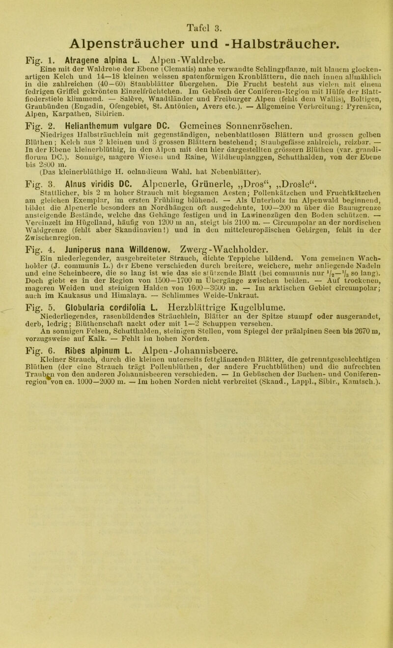 Alpensträucher und -Halbsträucher. Fig. 1. Atragene alpina L. Alpen-Waldrebe. Eine mit der Waldrebe der Ebene (Clematis) nahe verwandte Schlingpflanze, mit blauem glocken- artigen Kelch und 14—18 kleinen weissen spatenförmigen Kronblättern, die nach innen allmählich in die zahlreichen (40—GO) Staubblätter übergehen. Die Frucht besteht aus vielen mit einem fedrigen Griffel gekrönteu Einzelfrüchtchen. Im Gebüsch der Coniferen-Rcgion mit Hülfe der Blatt- fioderstiele klimmend. — Salöve, Waadtländer und Freiburger Alpen (fehlt dem Wallis), Boltigen, Graubünden (Engadin, Ofengebiet, St. Antonien, Avers etc.). —Allgemeine Verbreitung: Pyrenäen, Alpen, Karpathen, Sibirien. Fig. 2. Helianthemum vulgare DC. Gemeines Sonnenröschen. Niedriges llalbsträuchlein mit gegenständigen, nebenblattlosen Blättern und grossen gelben Bliithen ; Kelch aus 2 kleinen und 3 grossen Blättern bestehend; Staubgefässe zahlreich, reizbar. — In der Ebene kleinerblüthig, in den Alpen mit den hier dargestellten grossem Blülheu (var. grandi- florum DC.). Sonnige, magere AViesen und Baine, Wildheuplanggen, Schutthalden, von der Ebene bis 2800 m. (Das kleinerblüthige H. oclandicum Wahl, hat Nebenblätter). Fig. 3. Ainus viridis DC. Alpcnerle, Grünerle, „Dros“, ,,Drösle“. Stattlicher, bis 2 m hoher Strauch mit biegsamen Aesten; Pollenkätzchcn und Fruchtkätzchen am gleichen Exemplar, im ersten Frühling blühend. — Als Unterholz im Alpenwald beginnend, bildet die Alpenerle besonders an Nordhäugen oft ausgedehnte, 100—200 m über die Baumgrenze ansteigende Bestände, welche das Gehänge festigen und in Lawinenzügen den Boden schützen. — Vereinzelt im Hügelland, häufig von 1200 m an, steigt bis 2100 m. — Cireumpolar an der nordischen Waldgrenze (fehlt aber Skandinavien!) und in den mitteleuropäischen Gebirgen, fehlt in der Zwischenregion. Fig. 4. Juniperus nana Willdenow. Zwerg-Wachholder. Ein niederlegeuder, ausgebreiteler Strauch, dichte Teppiche bildend. Vom gemeinen Wach- holder (J. communis L.) der Ebene verschieden durch breitere, weichere, mehr anliegende Nadeln und eine Scheinbeere, die so lang ist wie das sie st ützende Blatt (bei communis nur */2—Vs so lang). Doch giebt es in der Region von 1500—1700 m Übergänge zwischen beiden. — Auf trockenen, mageren Weiden und steinigen Halden von 1600—3G00 m. — Im arktischen Gebiet cireumpolar; auch im Kaukasus und Himalaya. — Schlimmes Weide-Unkraut. Fig. 5. Globularia cordifolia L. Herzblattrige Kugelblume. Niederliegendes, rasenbildendes Sträuchlein, Blätter an der Spitze stumpf oder ausgerandet, derb, ledrig; Blüthenschaft nackt oder mit 1—2 Schuppen versehen. An sonnigen Felsen, Schutthalden, steinigen Stellen, vom Spiegel der präalpinen Seen bis 2670 m, vorzugsweise auf Kalk. — Fehlt im hohen Norden. Fig. 6. Ribes alpinum L. Alpen-Johannisbeere. Kleiner Strauch, durch die kleinen uuterseits fettglänzendon Blätter, die getrenntgeschlechtigen Blüthen (der eine Strauch trägt Pollenblüthen, der andere Fruchtblüthen) und die aufrechten Trauben von den anderen Johannisbeeren verschieden. — In Gebüschen der Buchen- und Coniferen- region von ca. 1000—2000 m. — Im hohen Norden nicht verbreitet (Skand., Lappl., Sibir., Kamtsch.).