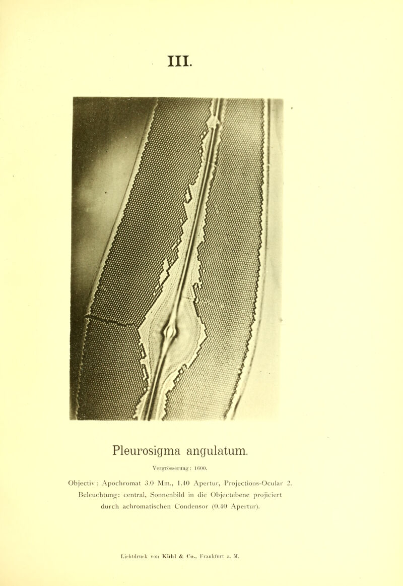 Pleurosigma angulatum. Vergrösserung: 1600. Objectiv : Apochromat 3.0 Mm., 1.40 Apertur, Projections-Ocular Beleuchtung: central, Sonnenbild in die Objectebene projiciert durch achromatischen Condensor (0.40 Apertur).