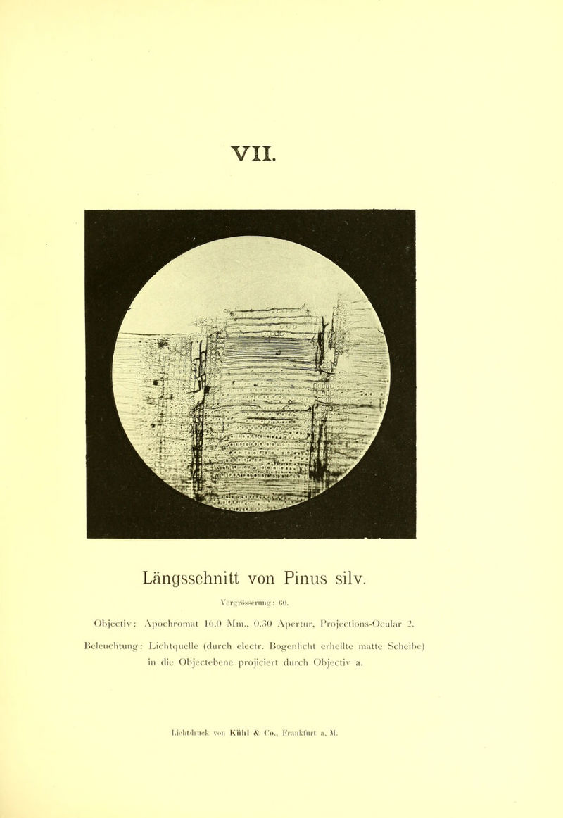 Längsschnitt von Pinus silv. Vergrösserung: GO. Objectiv: Apochromat lb.O Mm., 0.30 Apertur, Projections-Ocular 2. Beleuchtung: Lichtquelle (durch electr. Bogenlicht erhellte matte Scheibe) in die Objectebene projiciert durch Objectiv a.