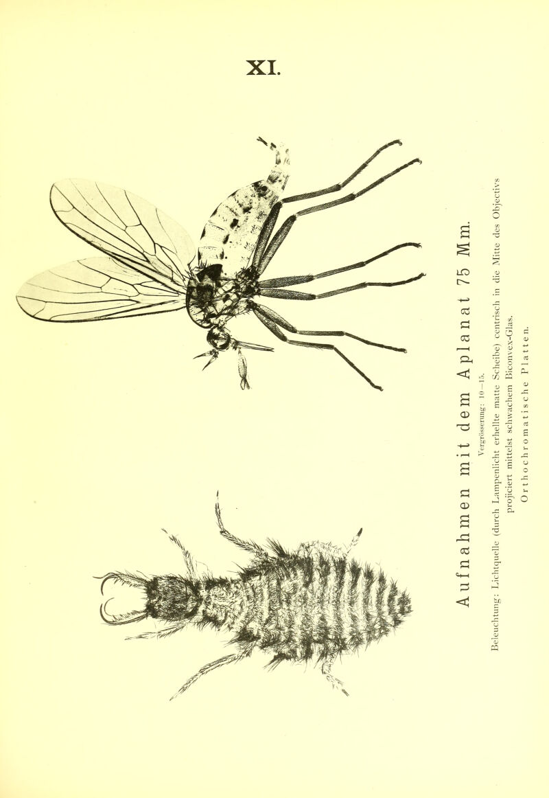 XI Y ergrösserung: 10—15. Beleuchtung: Lichtquelle (durch Lampenlicht erhellte matte Scheibe) centrisch in die Mitte des Objectivs projiciert mittelst schwachem Biconvex-Glas.