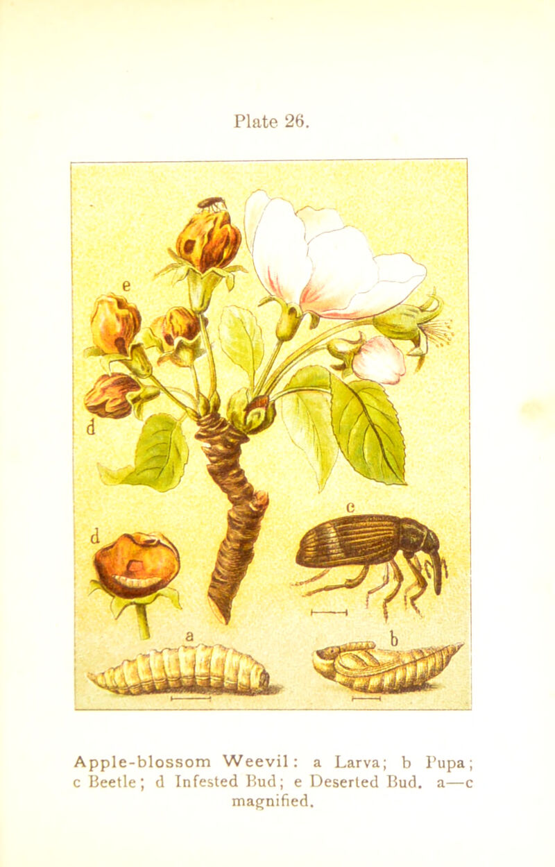 Apple-blossom Weevil: a Larva; b Pupa; c Beetle; d Infested Bud; e Deserted Bud. a—c magnified.