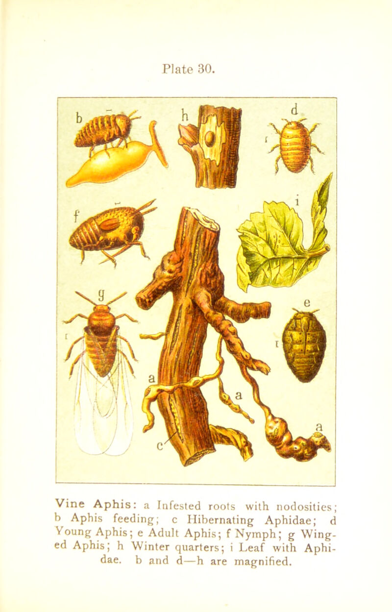 Vine Aphis: a Infested roots with nodosities; b Aphis feeding; c Hibernating Aphidae; d Voung Aphis; e Adult Aphis; f Nymph; g Wing- ed Aphis; h Winter quarters; i Leaf with Aphi- dae. b and d—h are magnified.