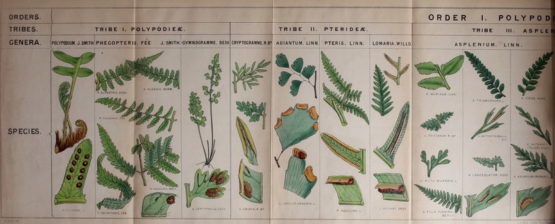 TRIBES. GENERA. SPECIES. P FLEXILIS, NEWM P ALPESTR1S. KOCH P CALCAREA, FEE P. VULCARIS, METT. A CAPILLUS VENERIS, L. L . SPICANT, DESV. G. IEPTOPHYLLA, DESV. C CR ISPA, R B ARE. I P. AQUILINA, L P. DRYOPTERIS, FEE TRIBE I. POLYPODIE/E. 'jPOLYPODIUM. J.SMITH PHECOPTERIS. FEE J.SMITH. CYMNOGRAMME, DESV. TRIBE II. PTERIDEff. CRYPTOGRAMME,R.B ADIANTUM, LINN. PTERIS, LINN. LOMARIA.WILLD A. MARINUM, LINN A VIRIDE. HUDS. A TRICHOMANES, L. A FONTANUM, R BR A.SEPTENTRIONALE, S W A . ALTERNI- FOLIUM, WU Li A LANCEOLATUM,HUDS A. AD I ANTUM-NICRUM.L. A. RUTA-MURARIA.L A F I LIX POEM I N A, BERNH I. cm d on. 11 nlm Vs tlVoi