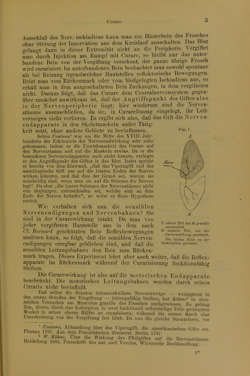 Oiiraic. Ausschluß des Nerv, ischiadicus kaim mau ein Hinterbein des Frosches ohne Störung der Innervation aus dem Kreislauf ausschalten. Das Blut o-elangt dann in dieser Extremität nicht an die Peripherie. Vergiftet man durch Injektion am Rumpf mit Curare, so bleibt nur das unter- bundene Bein von der Vergiftung verschont, der ganze übrige Frosch wird curarisiert. Im unterbundenen Bein beobachtet man sowohl spontane als bei Reizung irgendwelcher Hautstellen reflektorische Bewegungen. Reizt man vom Rückenmark oder vom bloßgelegten Ischiadicus a,us, so erhält man in dem ausgeschalteten Bein Zuckungen, in dem vergüteten nicht. Daraus folgt, daß das Curare dem Centralnervensystem gegen- über zunächst unwirksam ist, daß der Angriffspunkt des Giftes also in der Nervenperipherie liegt; hier wiederum sind die Nerven- stämme auszuschließen, da sie, in Curarelösung eingelegt, ihr Leit- vermögen nicht verlieren. Es ergibt sich also, daß das Gift die Nerven- endapparate in den Skeletmuskeln außer Tätig- keit setzt, ohne andere Gebiete zu beeinflussen. Schon Fontana' war um die Mitte des XVIII. Jahr- hunderts der Erkenntnis der Nervenendwirkung sehr nahe gekommen, indem er die Unwirksamkeit des Curare auf den Nervenstamm und auf die Muskeln erwies. Da er die besonderen Nerveneudapparate noch nicht kannte, verlegte er den Angriffspunkt des Giftes in das Blut. Indes spricht er bereits von dem Einwand, „daß das Viperngift und das amerikanische Gift nur auf die letzten Enden der Nerven wirken könnten, und daß dies der Grund sei, warum sie unschuldig sind, wenn mau sie auf die Stämme der Nerven legt“. Da aber „die innere Substanz der Nervenstämrae nicht von derjenigen unterschieden sei, welche sich an dem Ende der Nerven befindet“, so weist er diese H5'pothese zurück. Wie verhalten sich nun die sensiblen Nervenendigungen nnd Nervenbahnen? Sie sind in der Curarewirknng intakt. Da man von jeder vergifteten Hautstelle aus in dem nach CI. Bernard geschützten Bein Reflexbewegungen auslösen kann, so folgt, daß die sensiblen Nerven- endigungen erregbar geblieben sind, und daß die sensiblen Leitungsbahnen den Reiz zum Rücken- mark tragen. Dieses Experiment lehrt aber auch weiter, daß die Reflex- apparate im Rückenmark während der Curarisierung funktionsfähig bleiben. Die Curarewirknng ist also auf die motorischen Endapparate beschränkt. Die motorischen Leitungsbahnen w^erden durch reines Curarin nicht beeinflußt. Daß selbst die feinsten intramuskulären Nervenzweige — wenio-stens in den ersten Stunden der Vergiftung — leitungsfähig bleiben, hat Kiihne^^m sinn- reichen Versuchen am Musculus gracilis des Frosches nachgewiesen. Es gelan“- ihm, diesen durch eine Inskription in zwei funktionell selbständige Teile getrennten Muskel in seiner oberen Hälfte zu curarisieren, während die untere durch eine Unisehniining von der Vergiftung frei blieb. Da nun die gleiche Stainmfaser. vor Z L oberer Teil des M. gracilis curarisiert. K unterer Teil, vor der Ourarewirhimg geschützt. Die beidesi Teile an der Inskription getrennt. Abhandlung über das Viperngift, die amerikanischen Gifte ei ] lorenz 1781. Aus dem Ir.aiizösisehen übersetzt. Berlin 1787. ir -1 ,1^ Wirkung des Pfeilgiftes auf die Nervenstämir Heidelberg 1886, Festschrift des nat. iiied. Vereins, Wintersche Buchhandlung. 1*