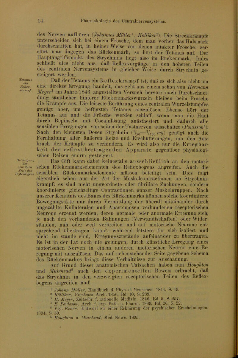 des Nerven Si\\iy6vQi\ (Johannes MiiUer'^, KöUiker^). Die Streckkrämpfe unterscheiden sich bei einem Frosche, dem man vorher das Halsmark durchschnitten hat, in keiner Weise von denen intakter Frösche; zer- stört man dag:egen das Rtickenmark, so hört der Tetanus auf. Der Hauptangriffspunkt des Strychnins liegt also im Rückenmark. Indes schließt dies nicht aus, daß Reflexvorgänge in den höheren Teilen des centralen Nervensystems in gleicher Weise durch Strychnin ge- steigert werden. Daß der Tetanus ein Reflexkrampf ist, daß es sich also nicht um Beßex- eine direkte Erregung handelt, das geht aus einem schon von Hermann kramp/. Jahre 1846 angestellten Versuch hervor; nach Durchschnei- dung sämtlicher hinterer Rnckenmarkswurzeln bleiben beim Frosche die Krämpfe aus. Die leiseste Berührung eines centralen Wurzelstumpfes genügt aber, um heftigsten Tetanus auszulösen. Ebenso hört der Tetanus auf und die Frösche werden schlaff, wenn man die Haut durch Bepinseln mit Cocainlösung anästhesiert und dadurch alle sensiblen Erregungen von seiten der Tastnerven ausschaltet iPoulsson'^}. Nach den kleinsten Dosen Strychnin (V50—V100 genügt auch die Fernhaltung aller äußeren Reize und Erschütterungen, um den Aus- bruch der Krämpfe zu verhindern. Es wird also nur die Erregbar- keit der reflexübertragenden Apparate gegenüber physiologi- schen Reizen enorm gesteigert. Das Gift kann dabei keinesfalls ausschließlich an den motori- sensibien scheii Rückeiimarkselementen des Reflexbogens angreifen. Auch die sensiblen Rückenmarkselemente müssen beteiligt sein. Dies folgt eigentlich schon aus der Art der Muskelcontractionen im Strychnin- krampf: es sind nicht ungeordnete oder fibrilläre Zuckungen, sondern koordinierte gleichzeitige Contractionen ganzer Muskelgruppen. Nach unserer Kenntnis des Baues des Rückenmarks können solche koordinierte Bewegungsakte nur durch Vermittlung der überall miteinander durch ungezählte Kollateralen und Anastomosen verbundenen receptorischen Neurone erzeugt werden, deren normale oder anormale Erregung sich, je nach den vorhandenen Bahnungen ( Verwandtschaften) oder Wider- ständen, nah oder weit verbreiten und auf motorische Neurone ent- sprechend übertragen kann^, während letztere für sich isoliert und nicht im stände sind, Erregungszustände aufeinander zu übertragen. Es ist in der Tat noch nie gelungen, durch künstliche Erregung eines motorischen Nerven in einem anderen motorischen Neuron eine Er- regung mit auszulösen. Das auf nebenstehender Seite gegebene Schema des Rückenmarkes bringt diese Verhältnisse zur Anschauung. Auf Grund dieser anatomischen Tatsachen haben nun Houghton und MuirheaeP auch den experimentellen Beweis erbracht, daß das Strychnin in den verzweigten receptorischen Teilen des Reflex- bogens angreifen muß. ' Johann Müller, Handbuch d. Plivs. d. Mensclieii. 1844. S. 49. 2 Kölliker, Virchows Aveh. 185(i, Hd. 10, 8. 239. 2 H. Meyer, Zcitschr. f. rationelle j\Iedizin. 1846. Bd. 5. S. 257. '* E. Poülsson, Arch. f. exp. Patli. u. Phanii. 1889, Bd. 26. S. 22. ^ Vgl. Exner, Entwurf zu einer Erklärung der psjxhisclien Erscheinungen. 1894, 8. 59. * Houghton 11. Muirhead, lüed. News. 1895.